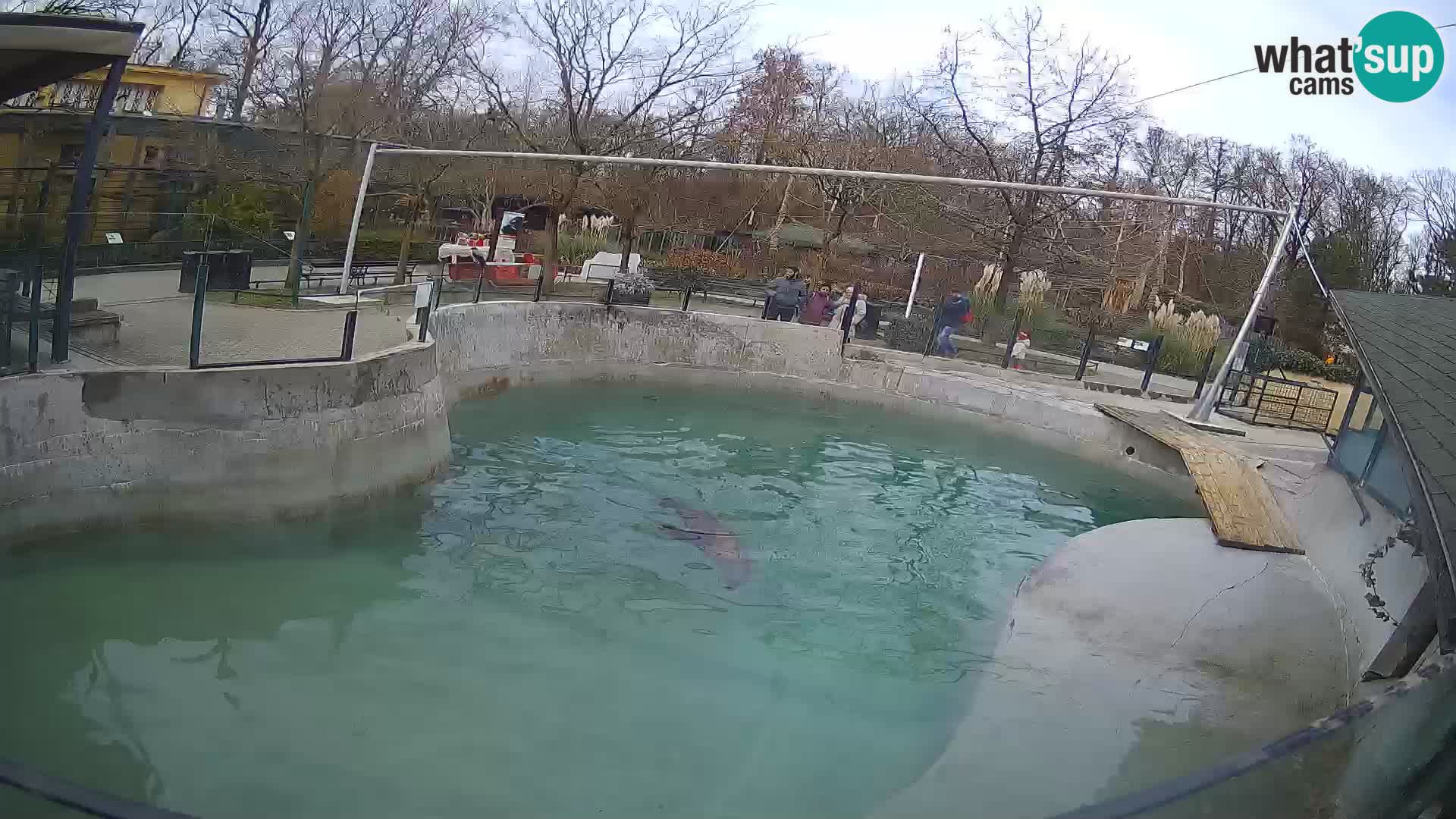 Zoo Zagreb – California Sea Lion