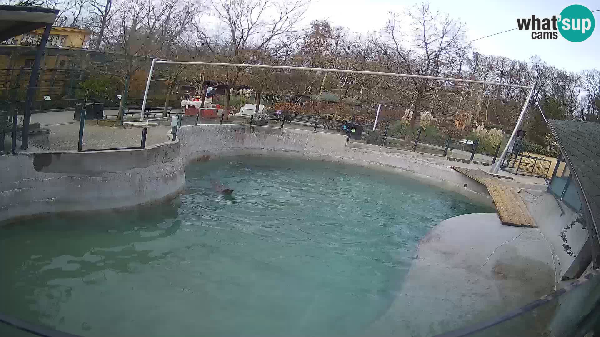 Zoo Zagreb –  León marino de California