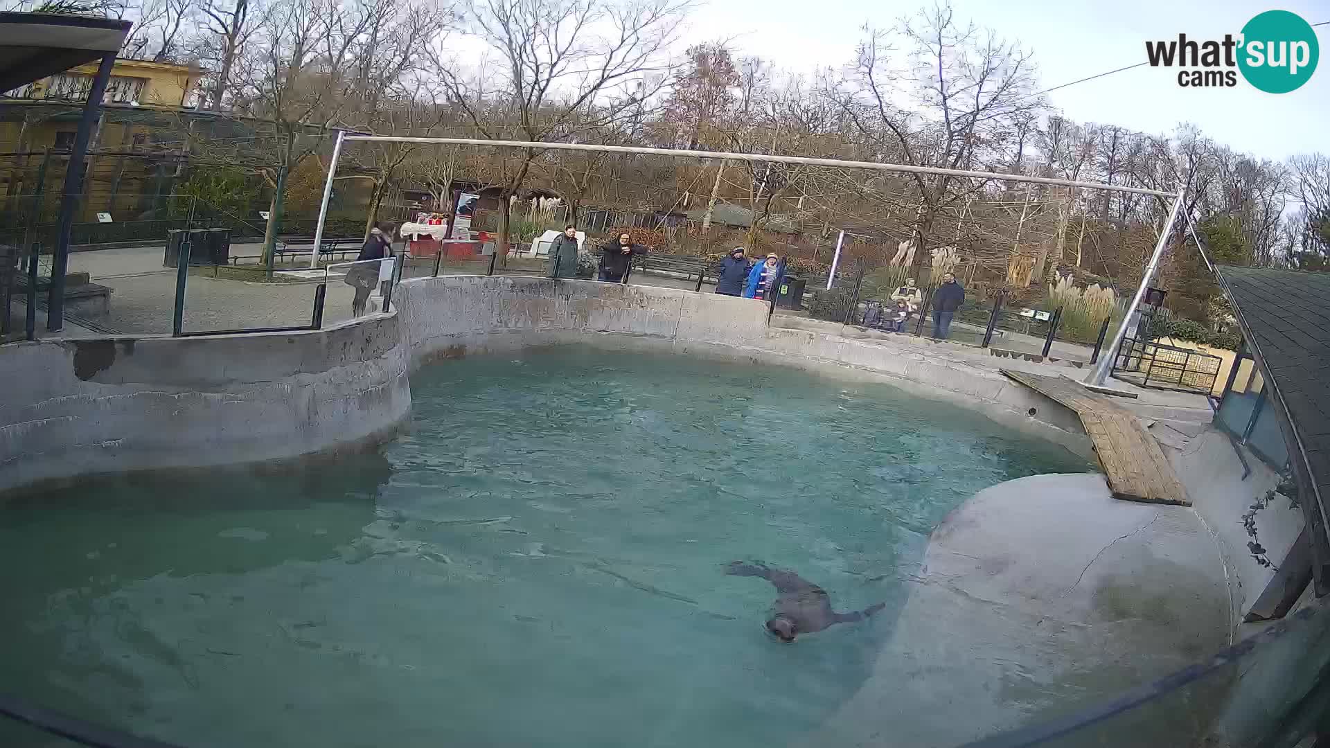 Zoo Zagreb –  León marino de California