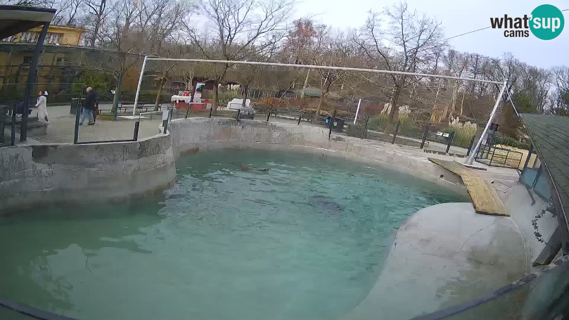 Zoo Zagreb – California Sea Lion