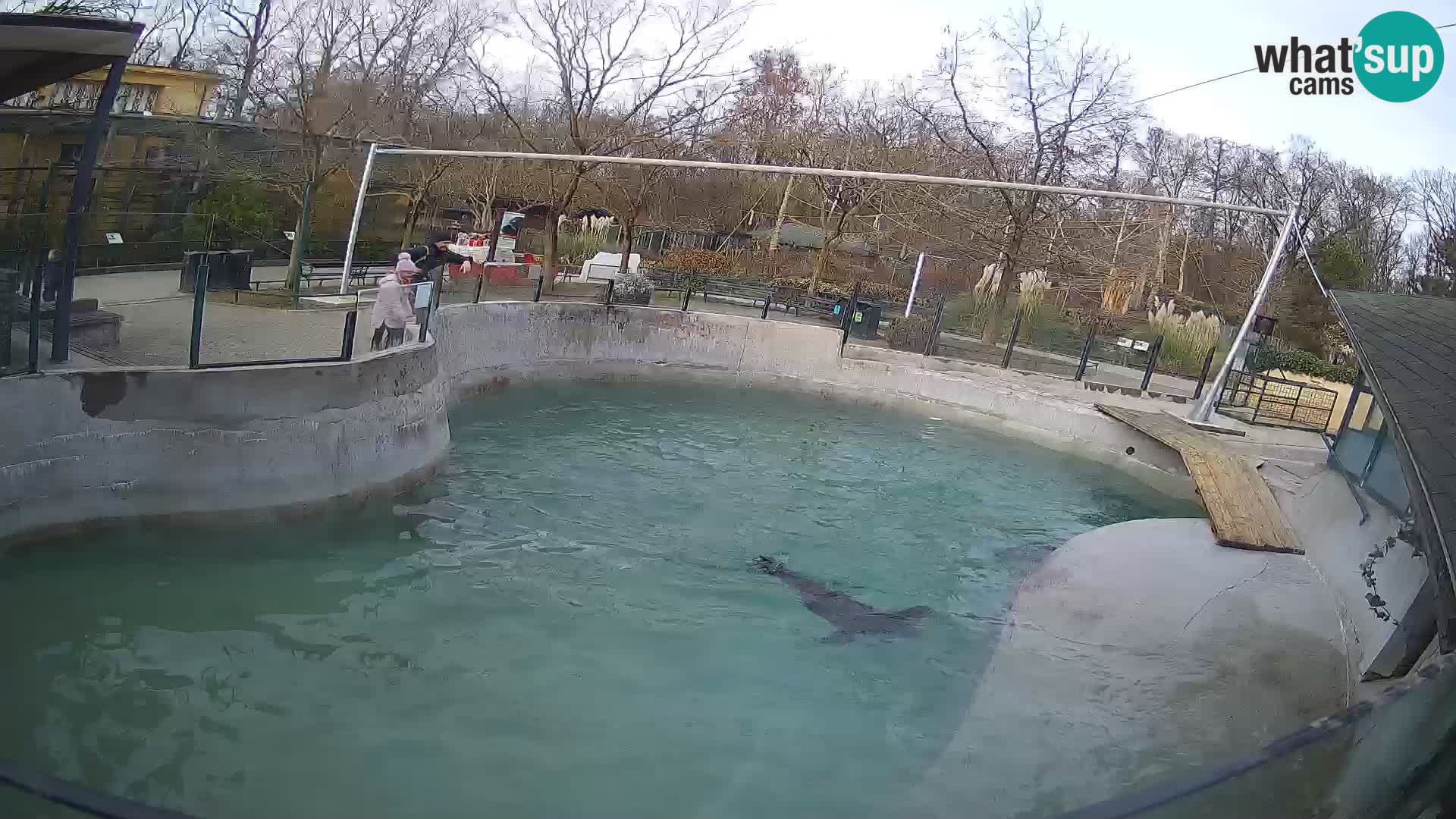 Zoo Zagreb –  León marino de California