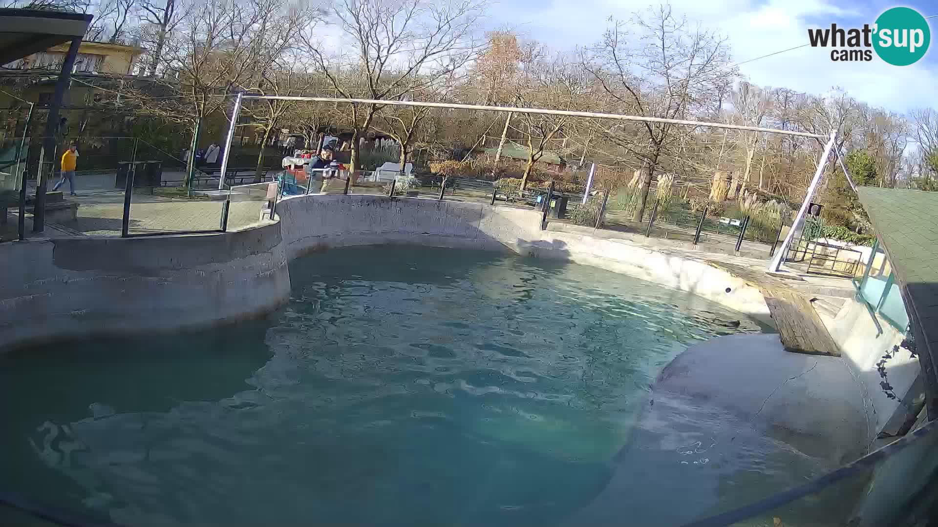 Zoo Zagreb – California Sea Lion