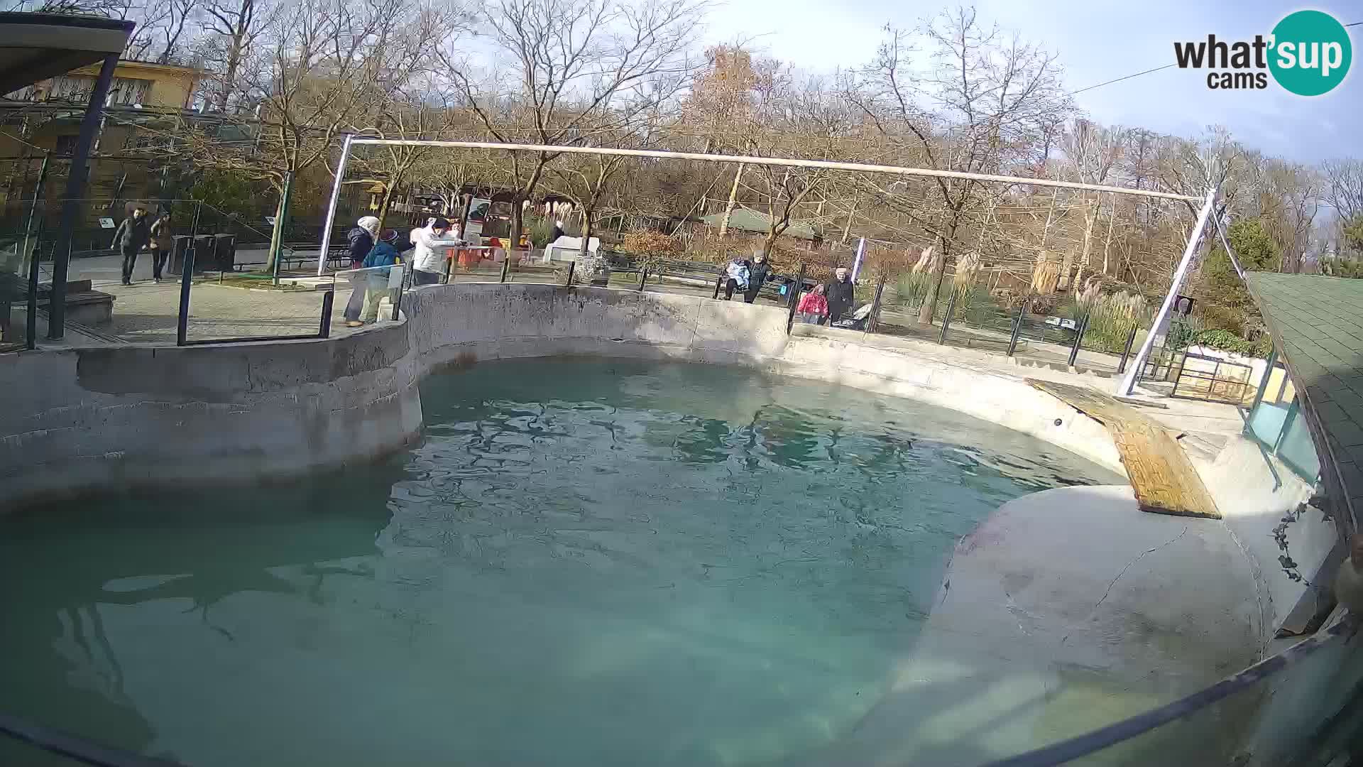 Zoo Zagreb –  León marino de California