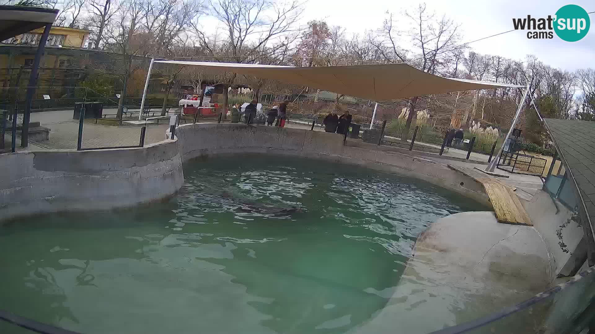 Zoo Zagreb –  León marino de California