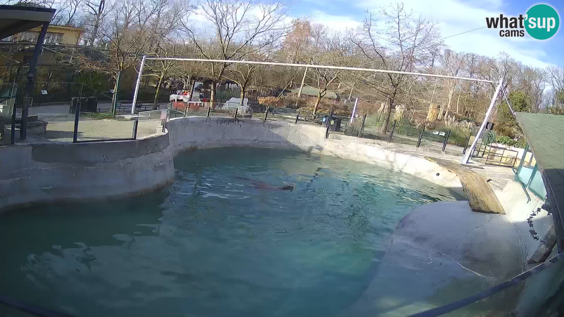 Zoo Zagreb –  León marino de California