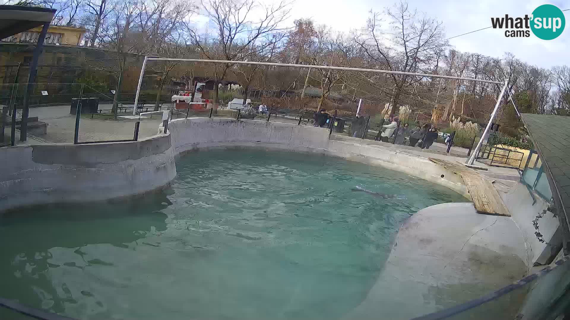 Zoo Zagreb –  León marino de California