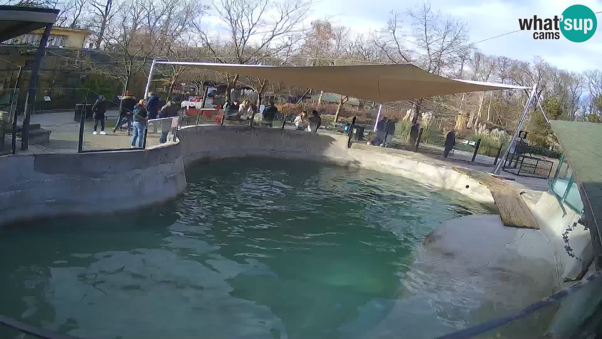 Zoo Zagreb – California Sea Lion