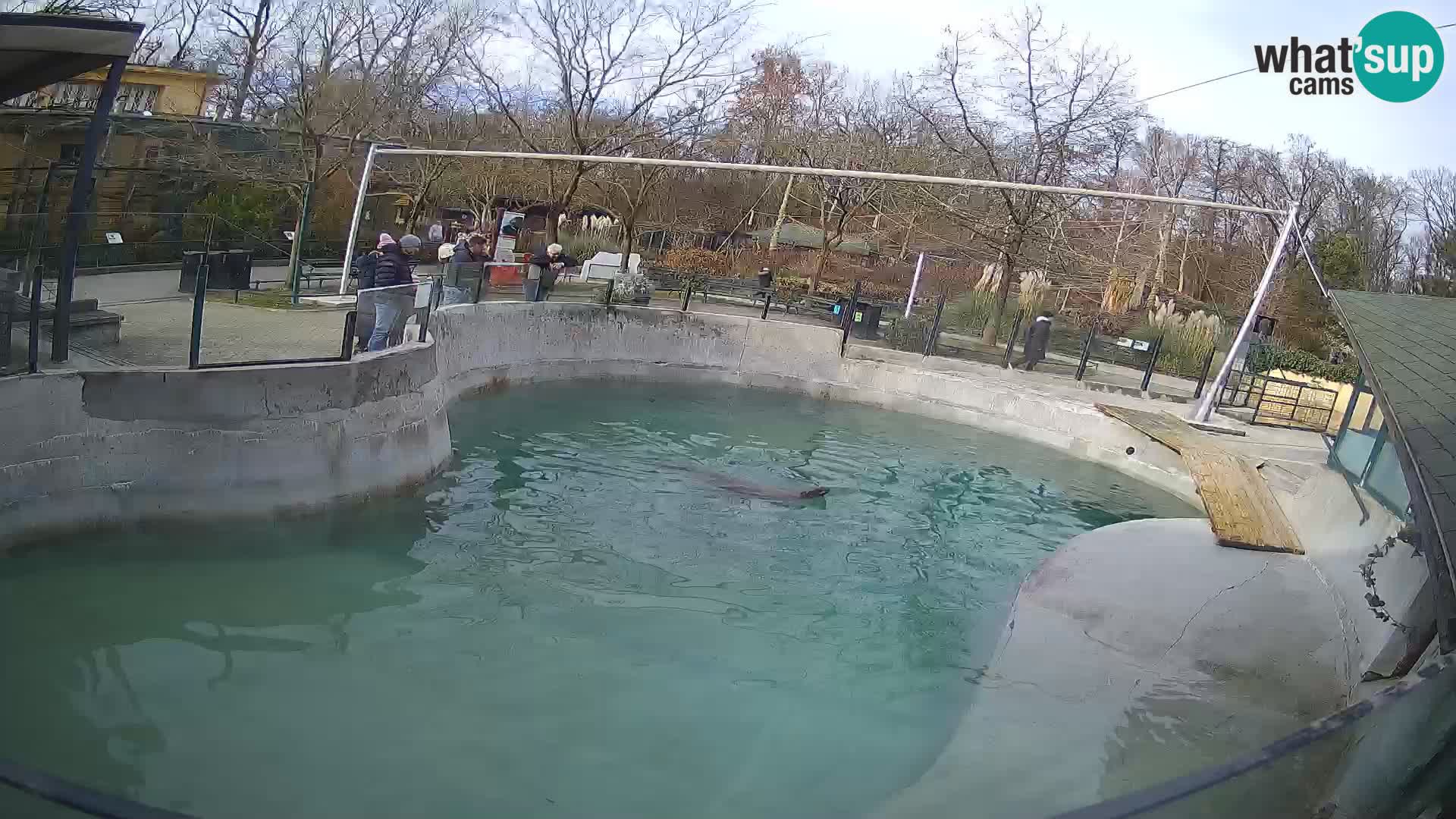 Zoo Zagreb –  León marino de California