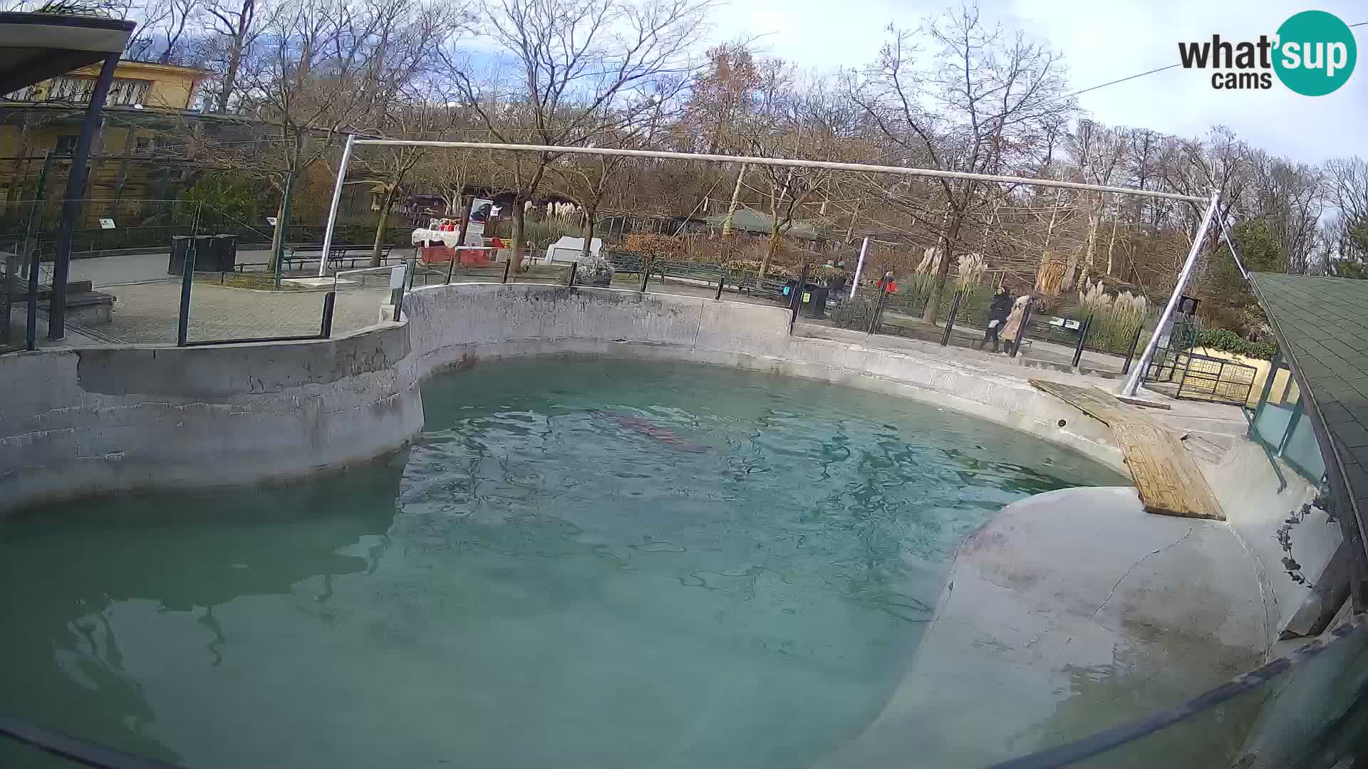 Zoo Zagreb – California Sea Lion