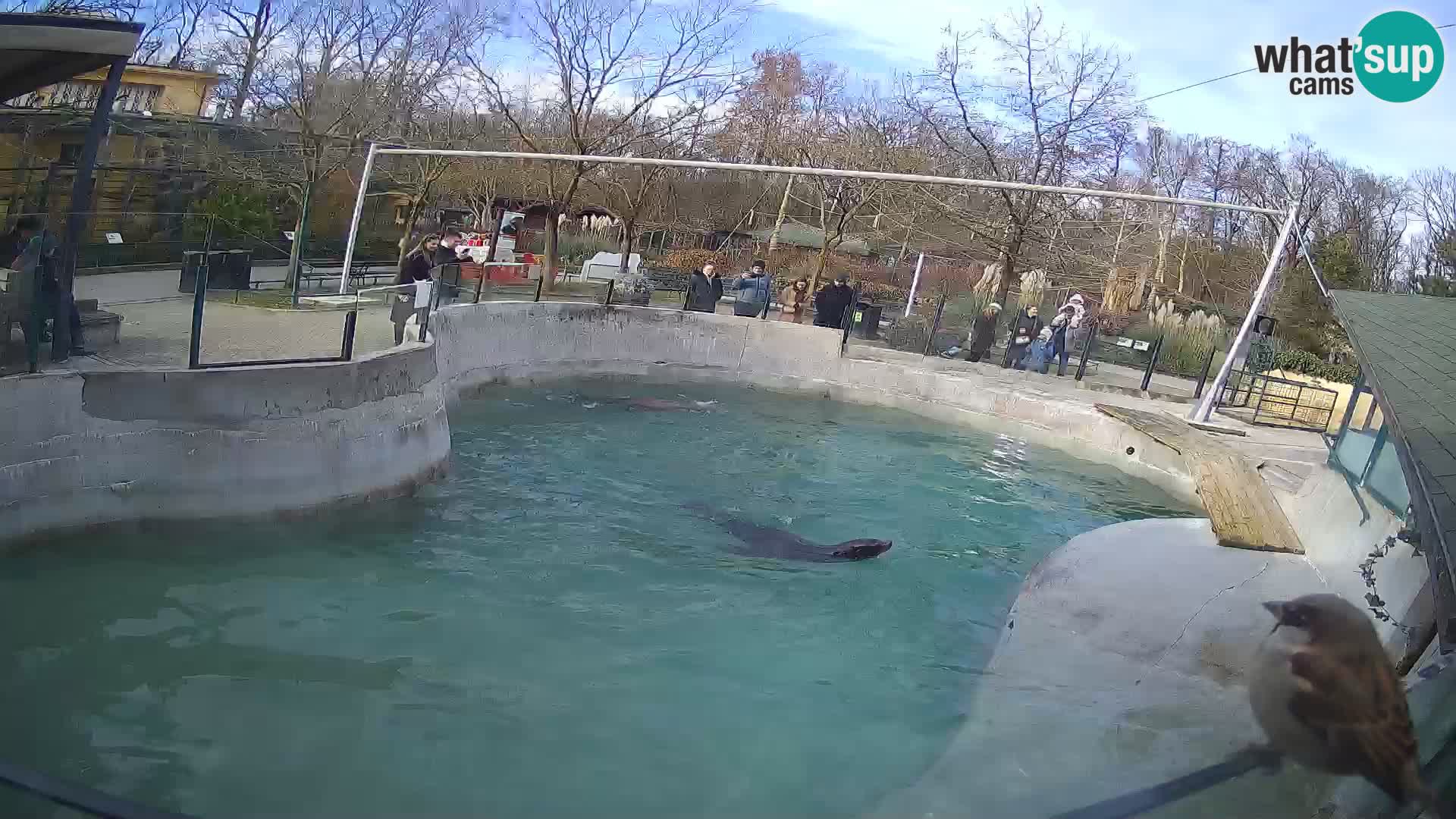 Zoo Zagreb –  León marino de California