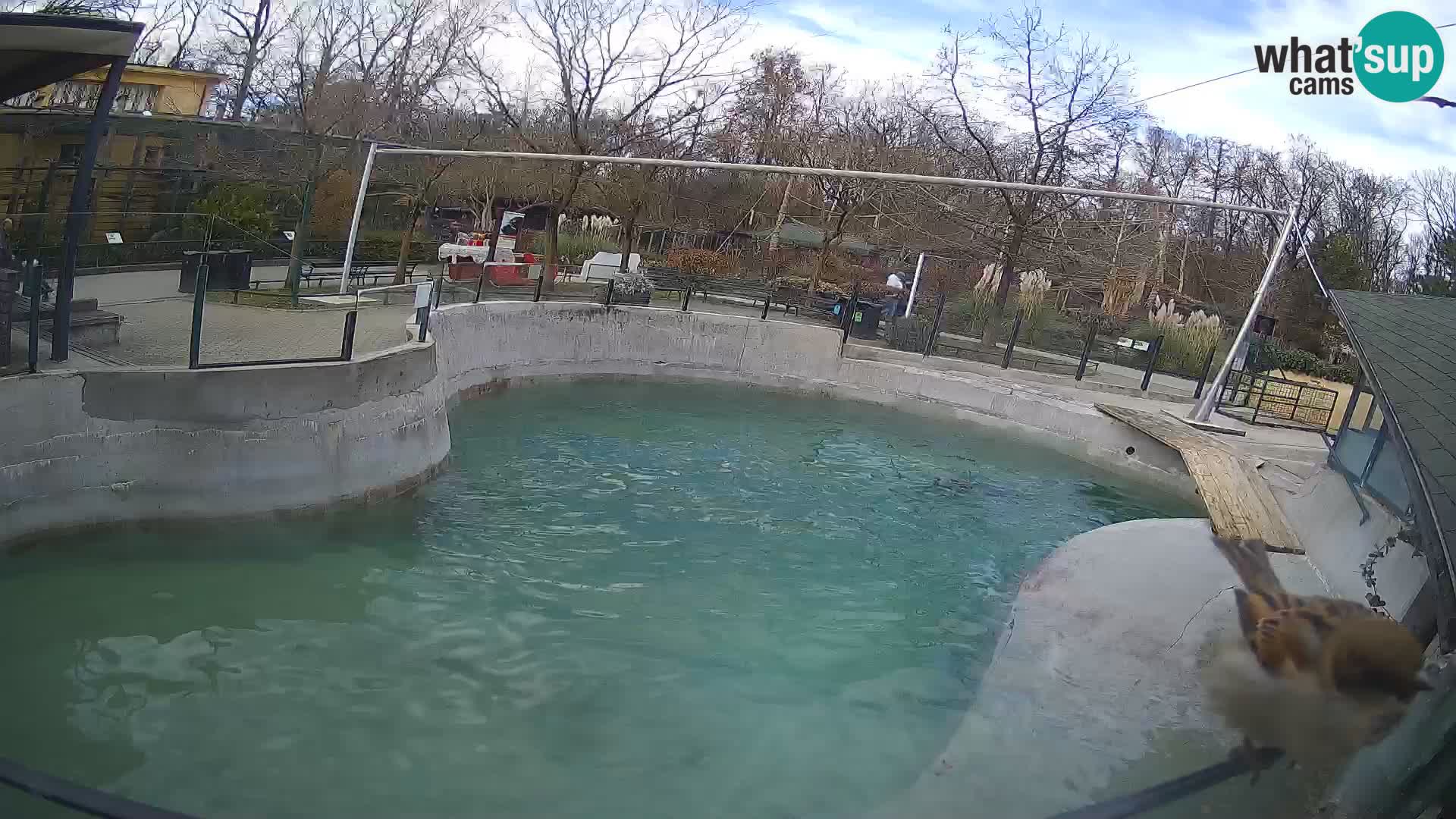 Zoo Zagreb –  León marino de California