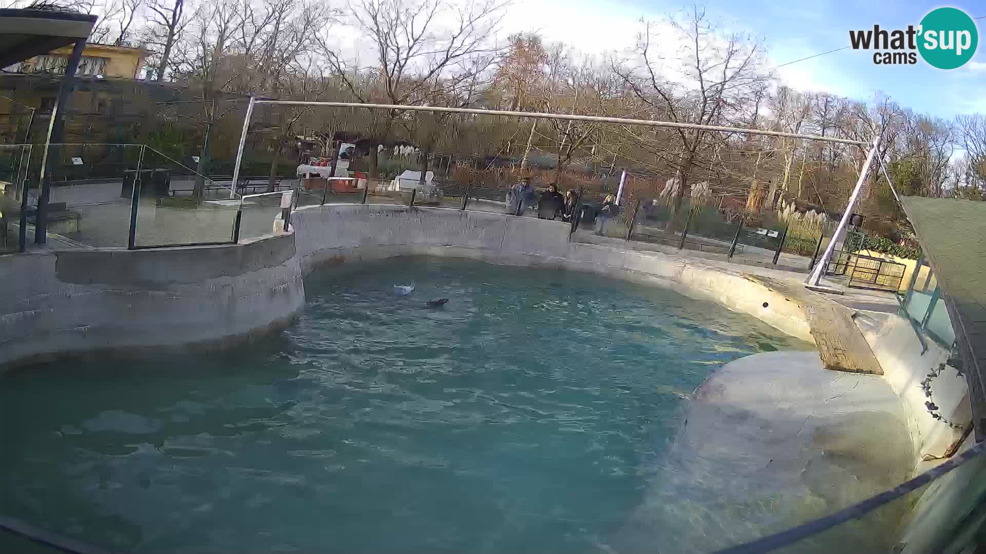 Zoo Zagreb – California Sea Lion