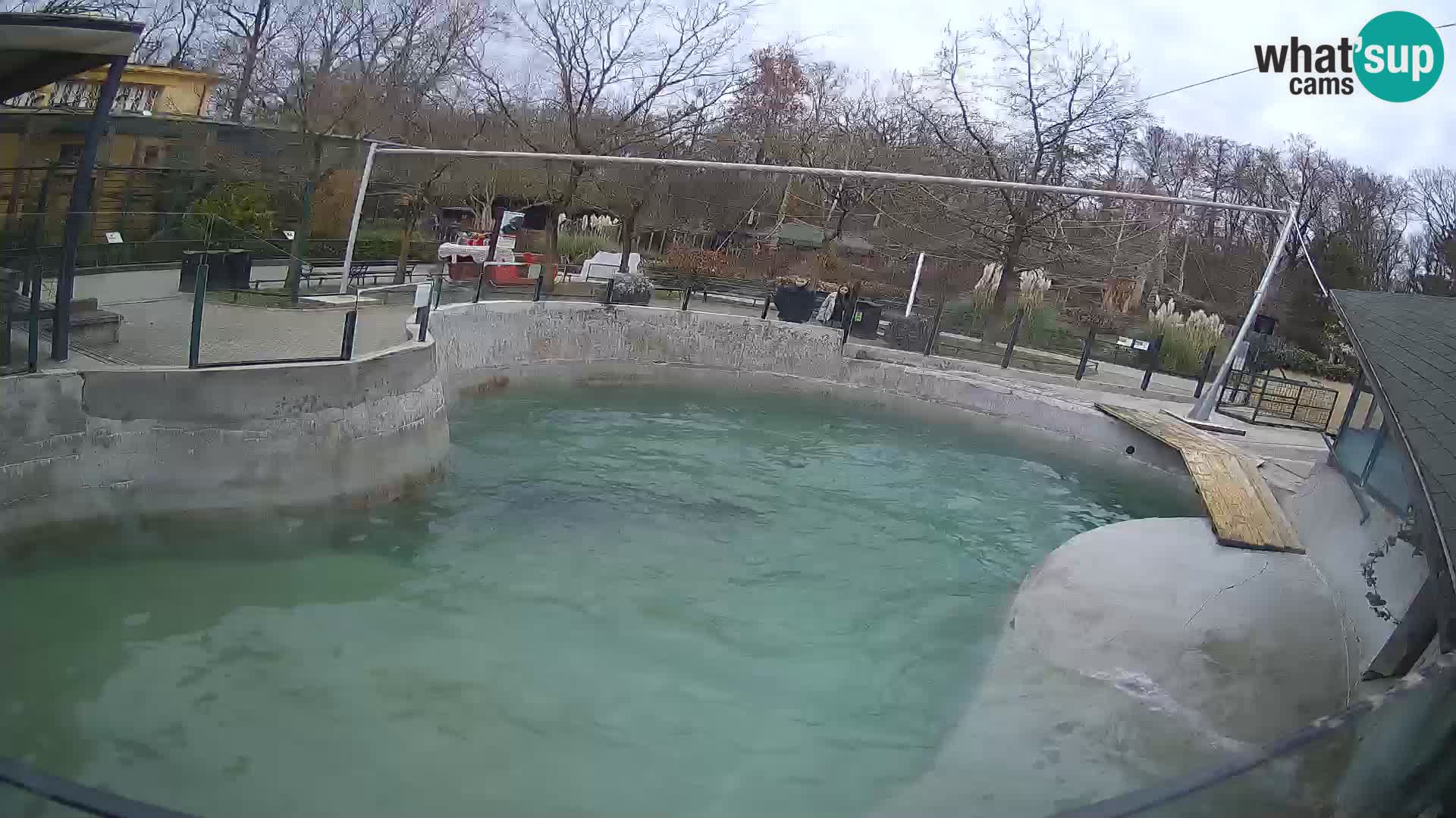 Zoo Zagreb –  León marino de California