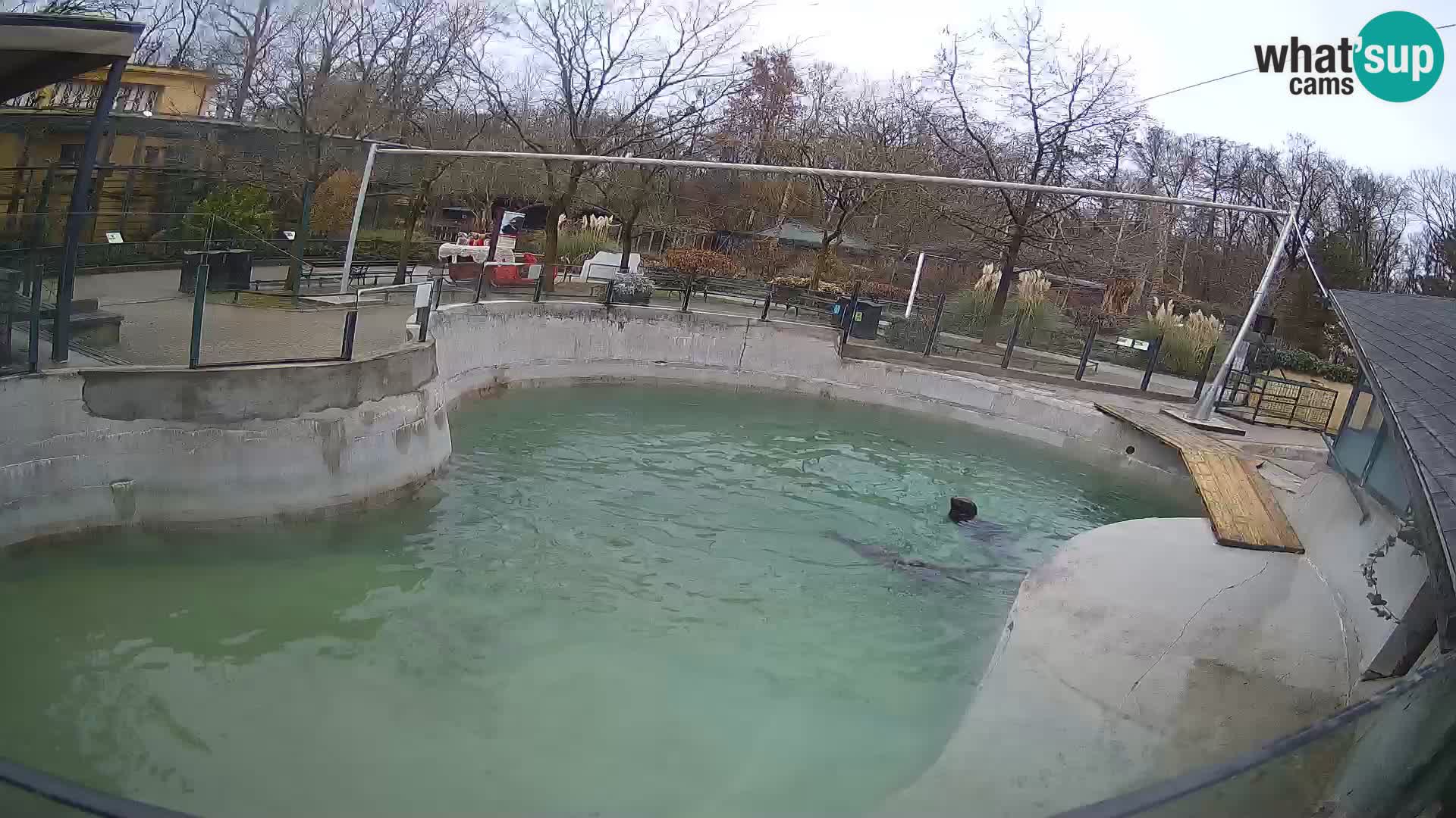 Zoo Zagreb – California Sea Lion