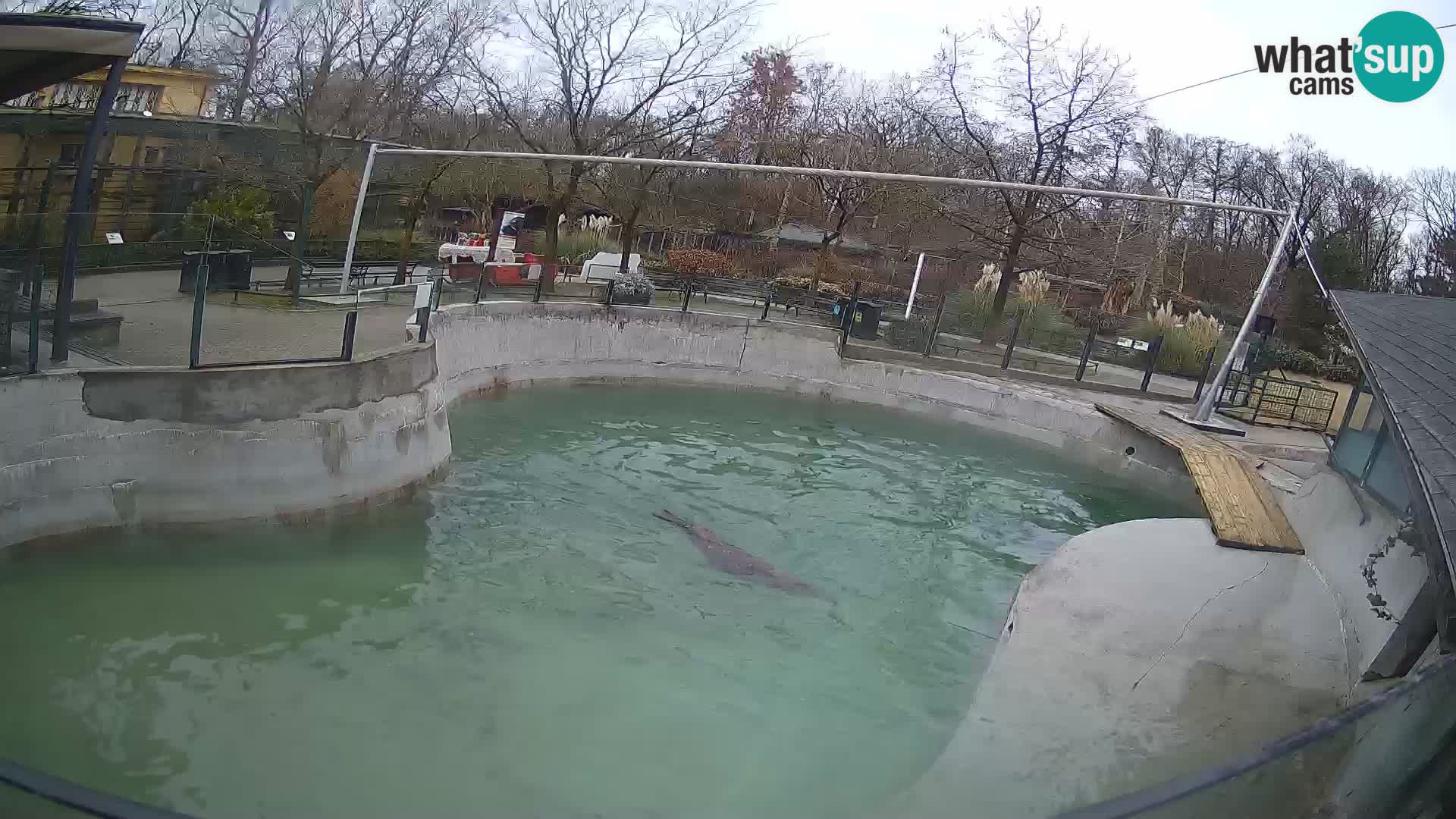 Zoo Zagreb – California Sea Lion