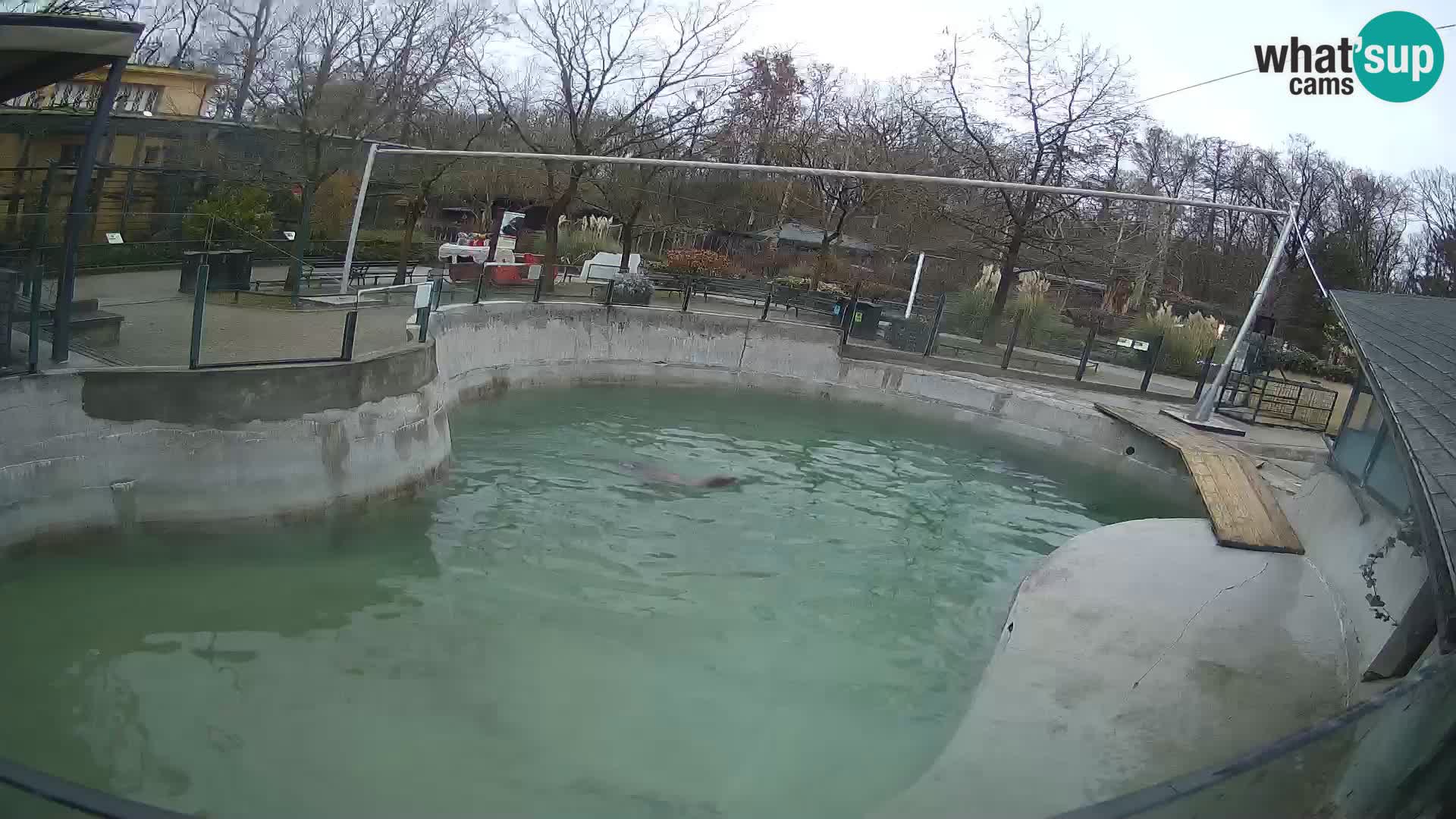 Zoo Zagreb – California Sea Lion