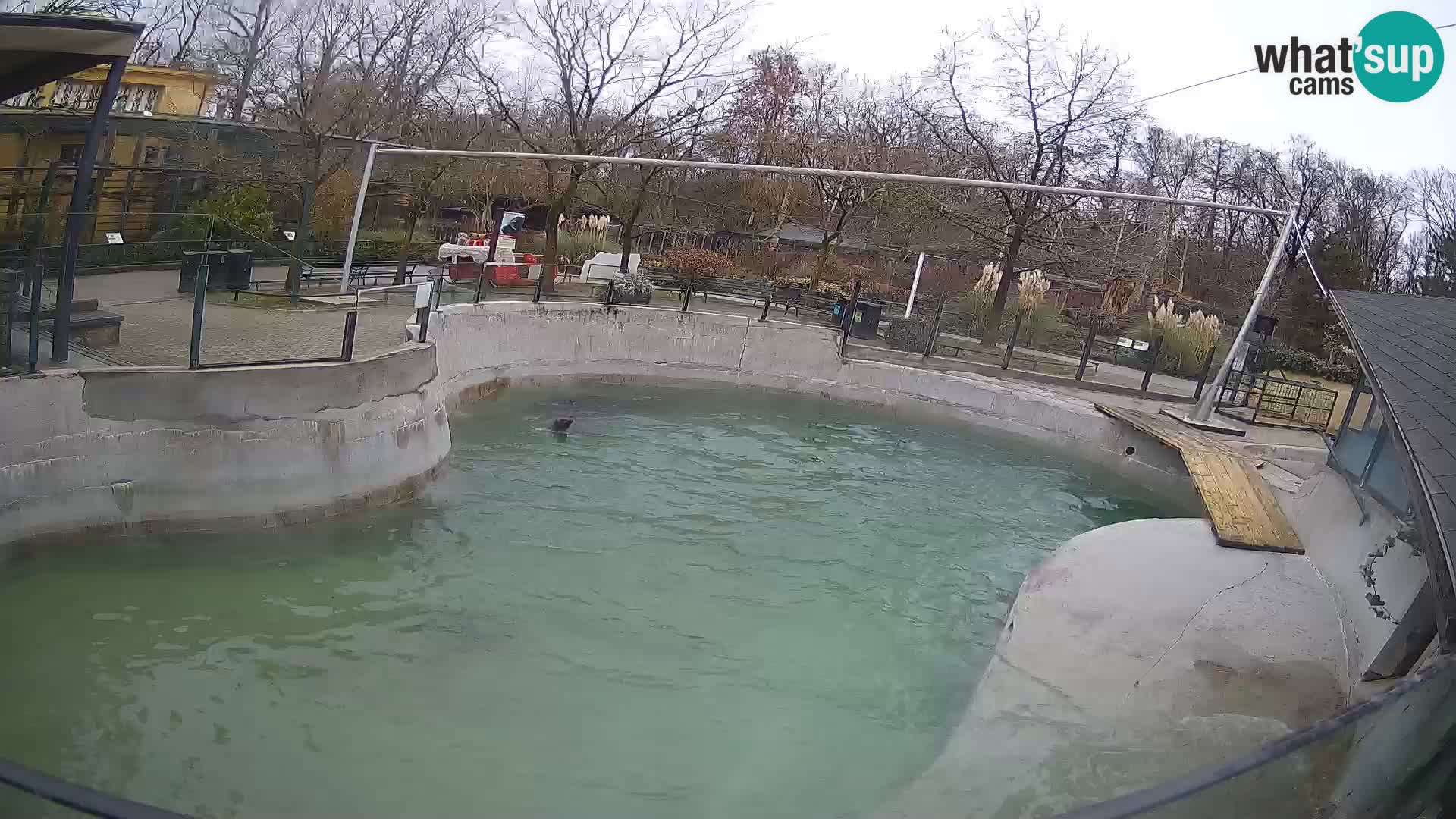 Zoo Zagreb – California Sea Lion