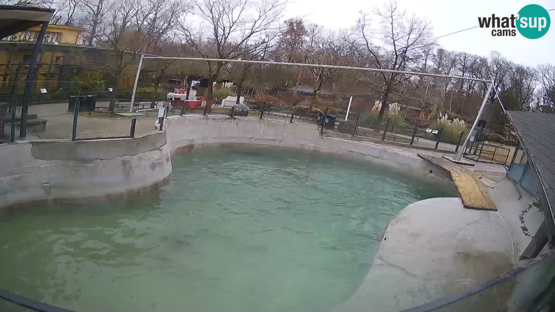 Zoo Zagreb –  León marino de California