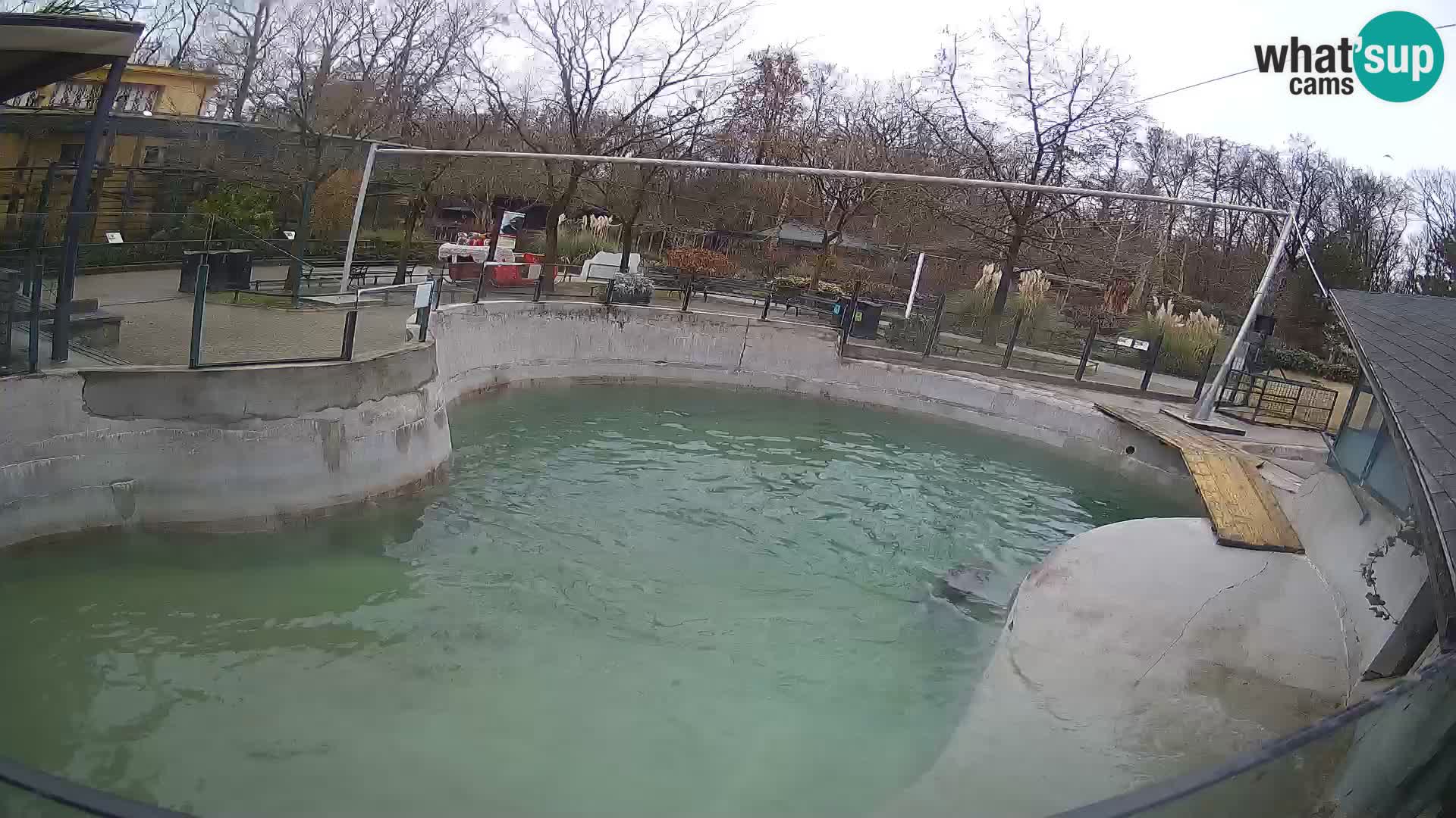 Zoo Zagreb – California Sea Lion