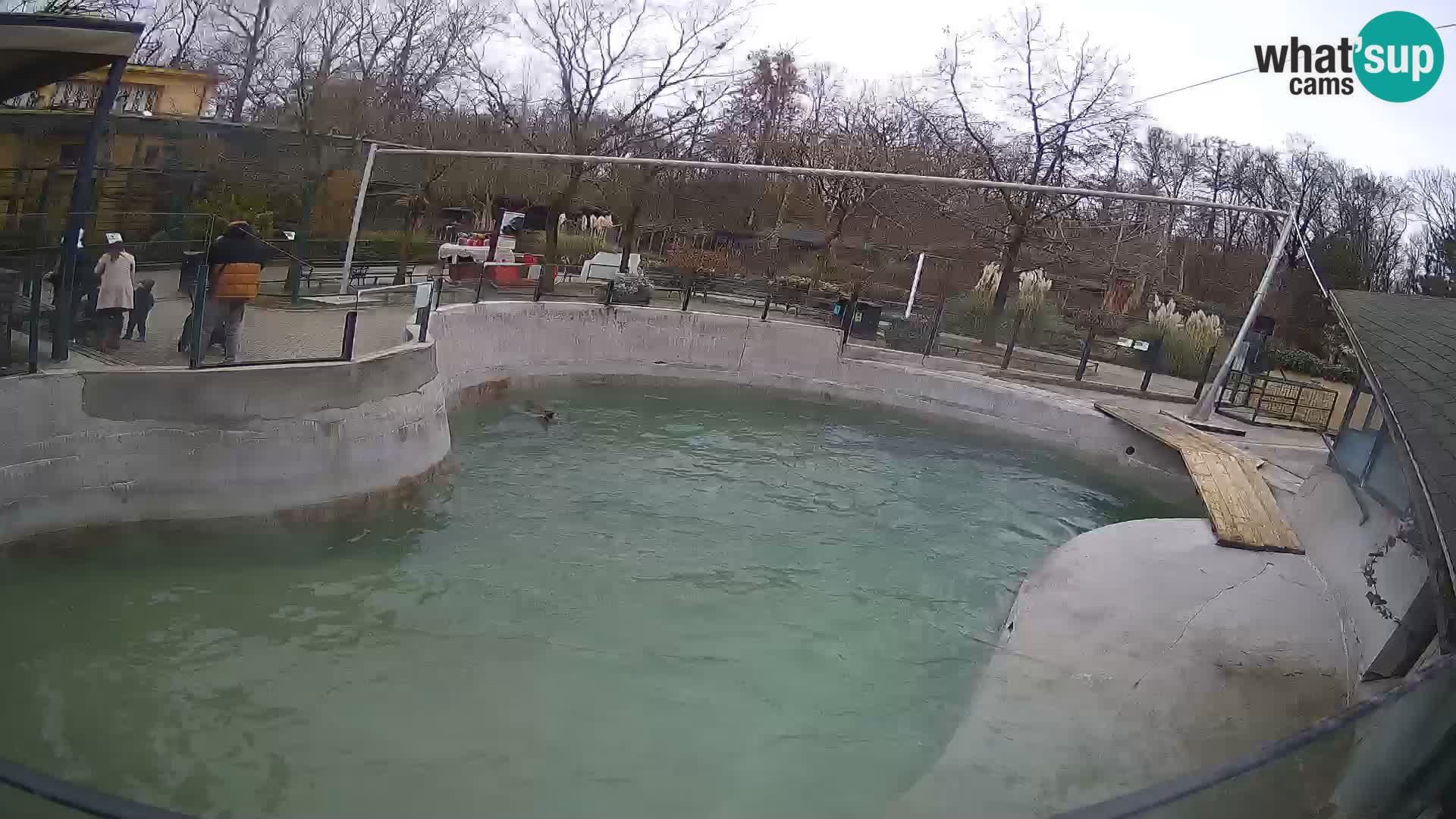 Zoo Zagreb –  León marino de California