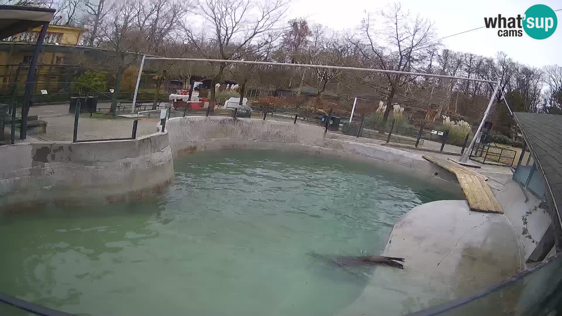 Zoo Zagreb – California Sea Lion