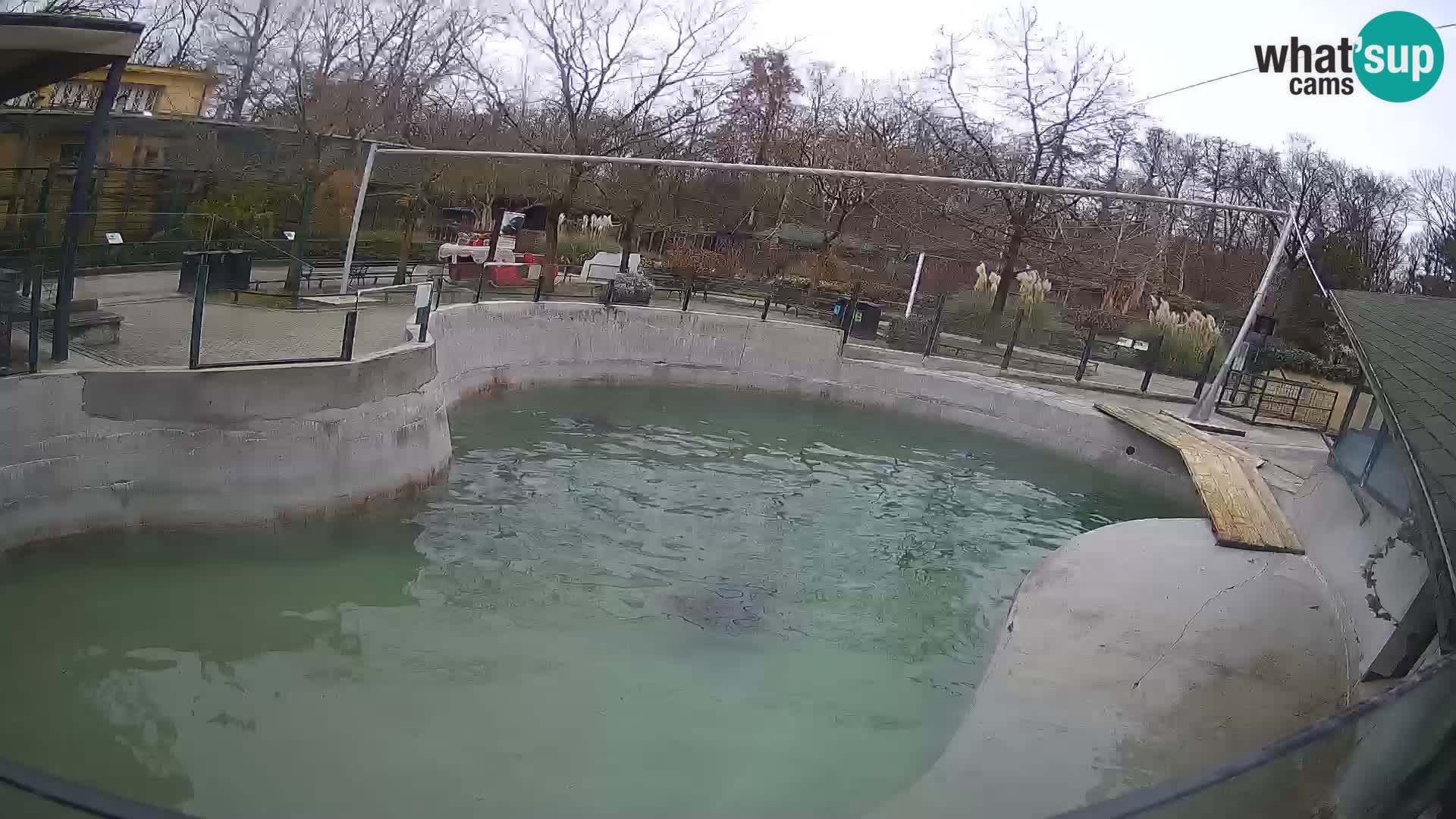 Zoo Zagreb –  León marino de California