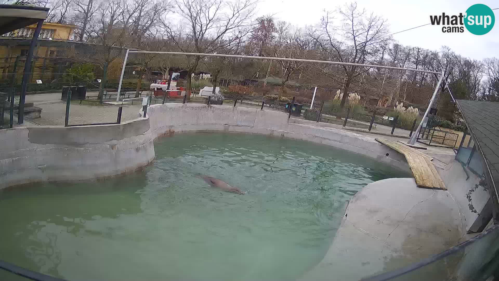 Zoo Zagreb – California Sea Lion