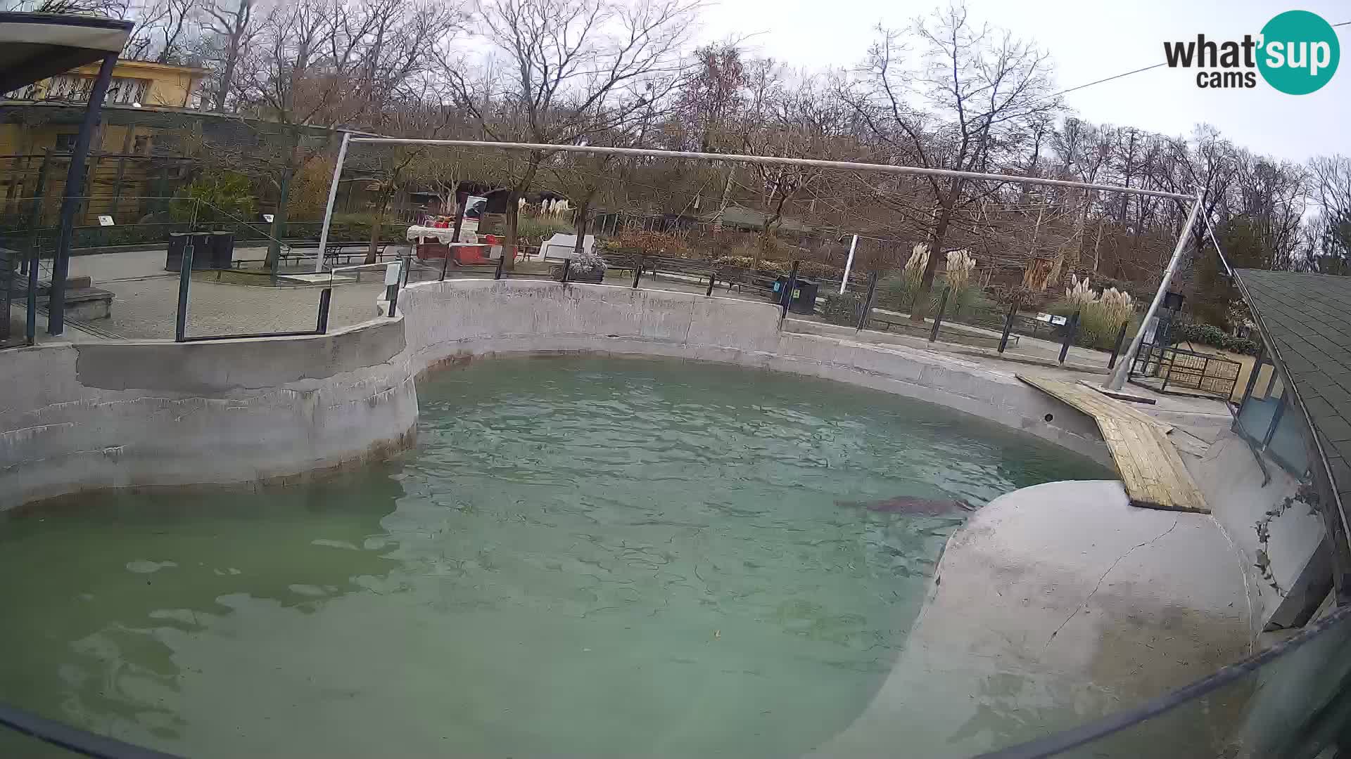 Zoo Zagreb – California Sea Lion