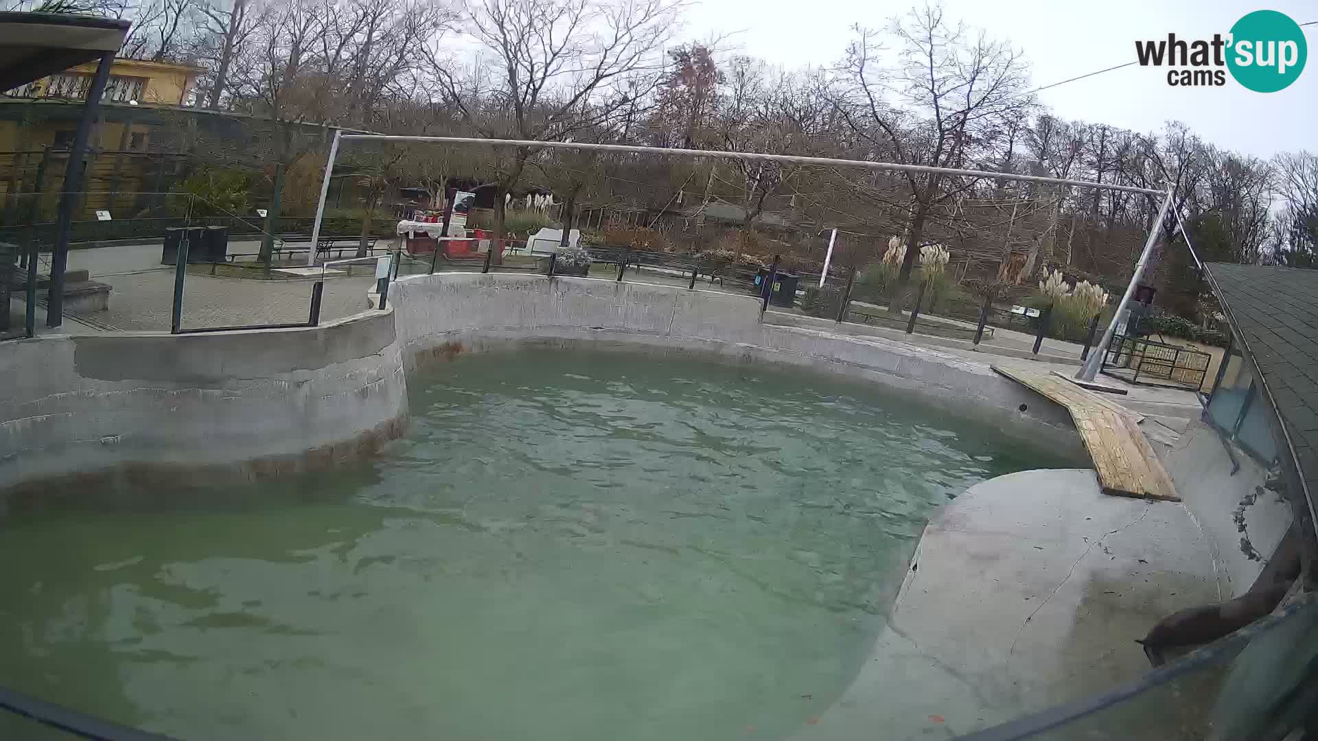 Zoo Zagreb –  León marino de California