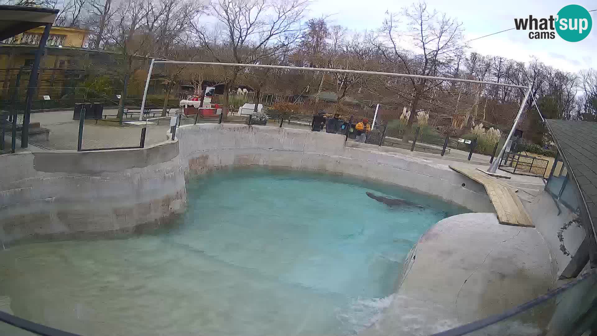 Zoo Zagreb – California Sea Lion