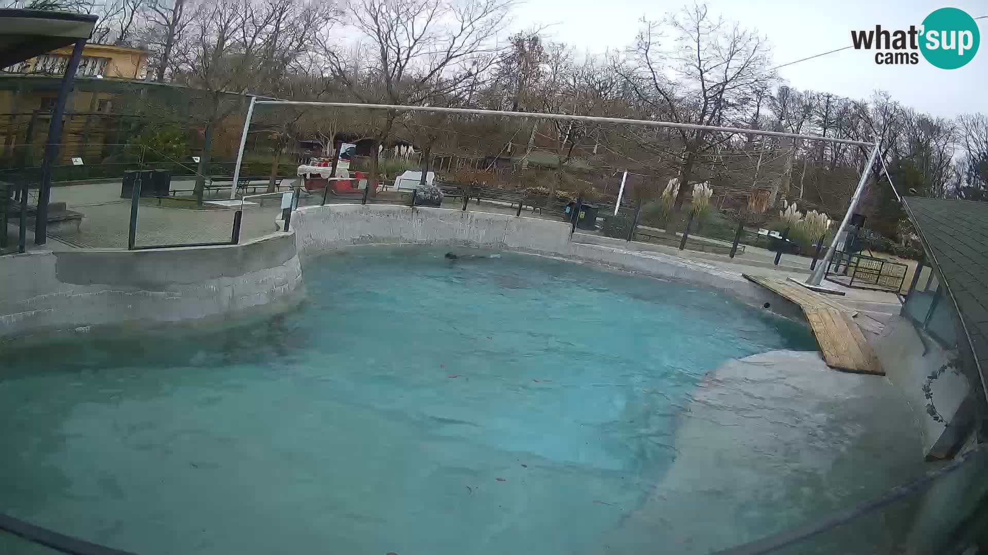 Zoo Zagreb – California Sea Lion