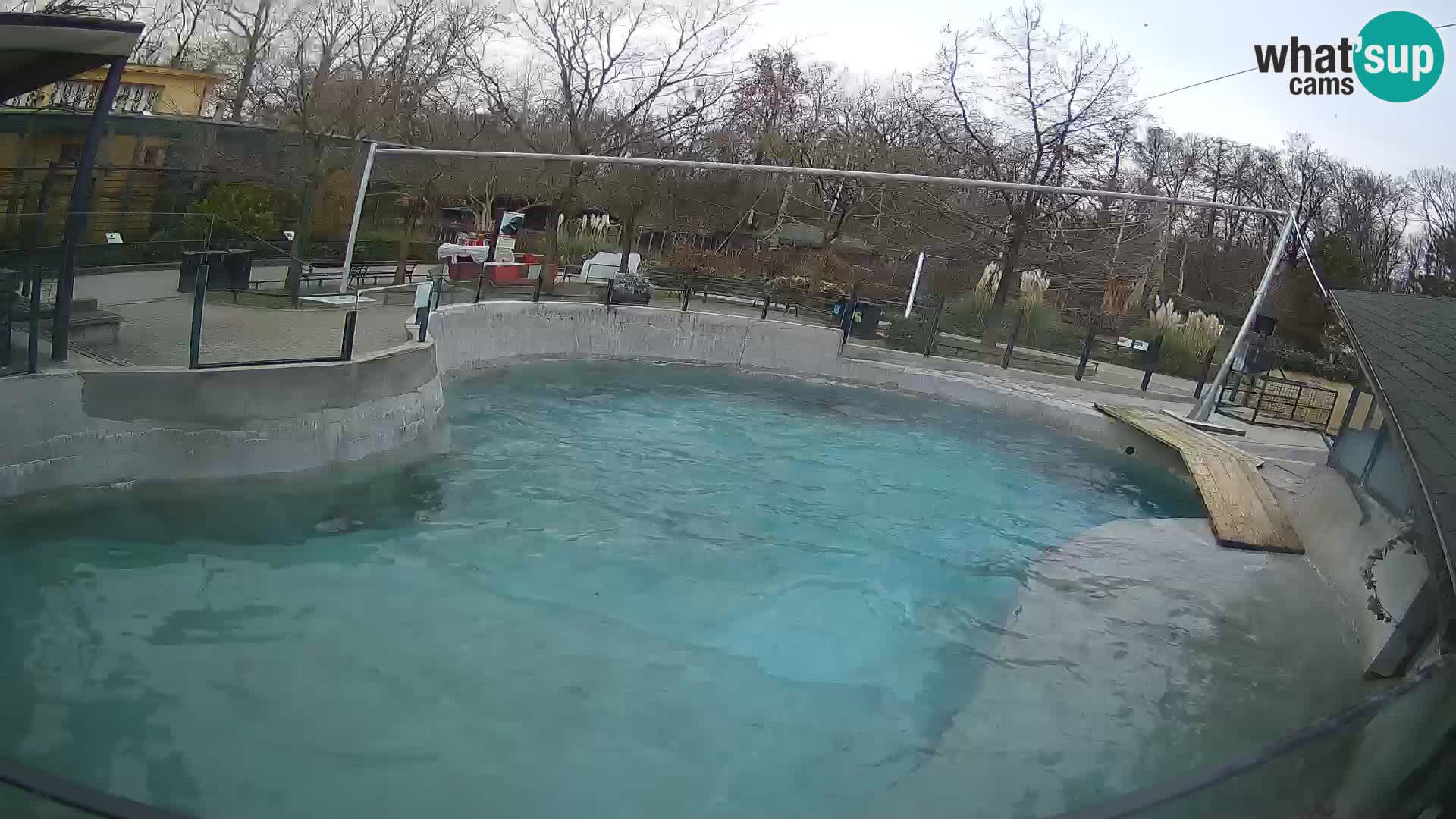 Zoo Zagreb – California Sea Lion