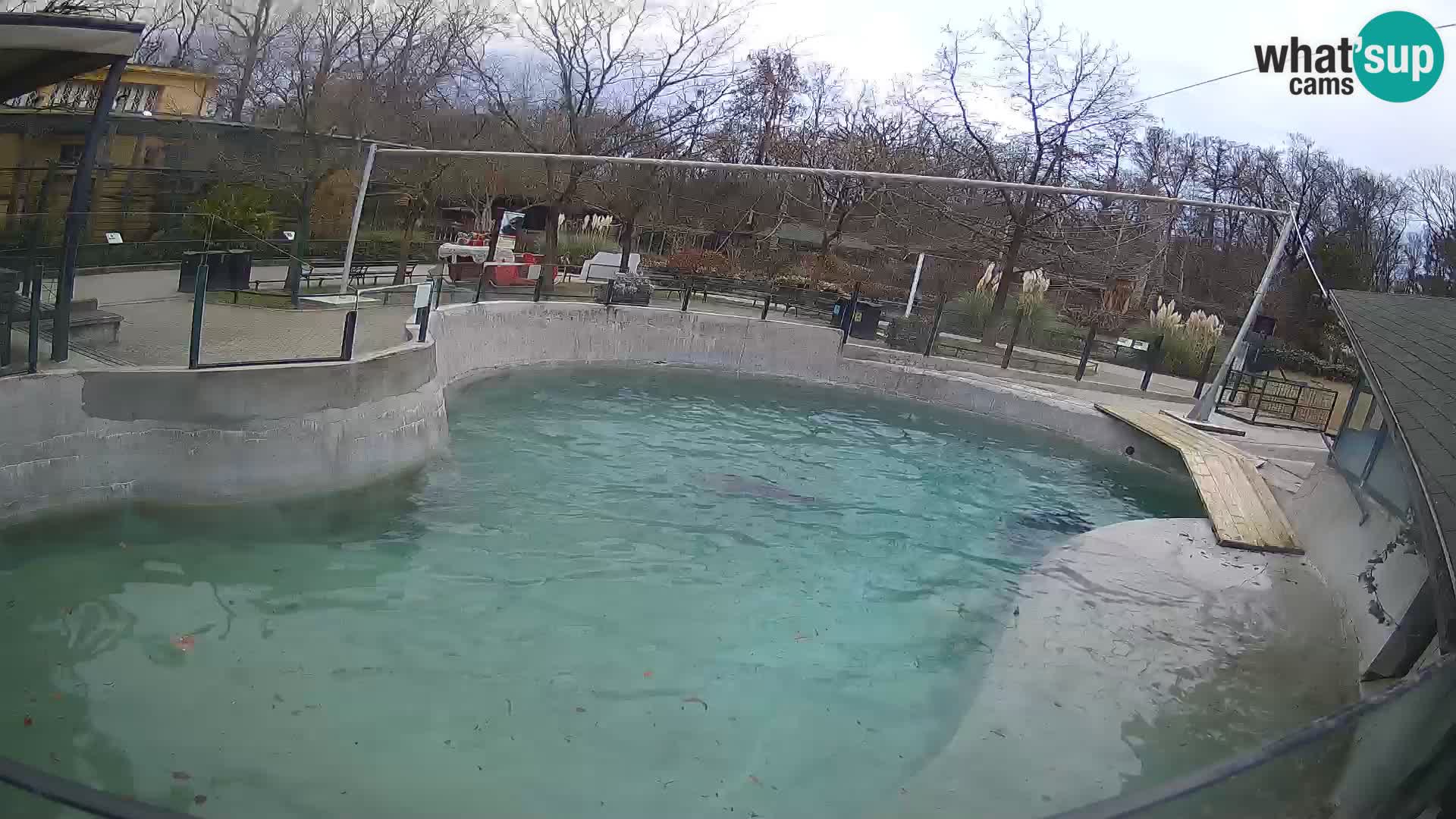 Zoo Zagreb – California Sea Lion