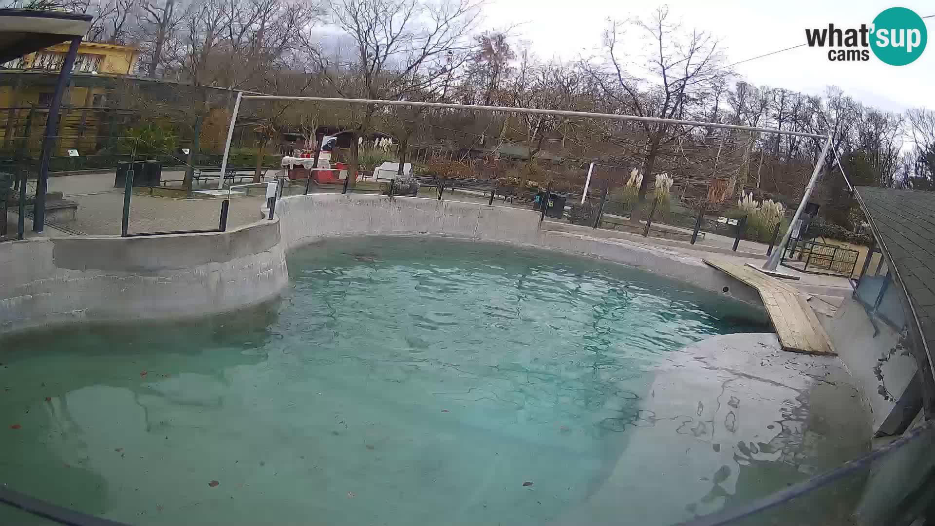 Zoo Zagreb –  León marino de California