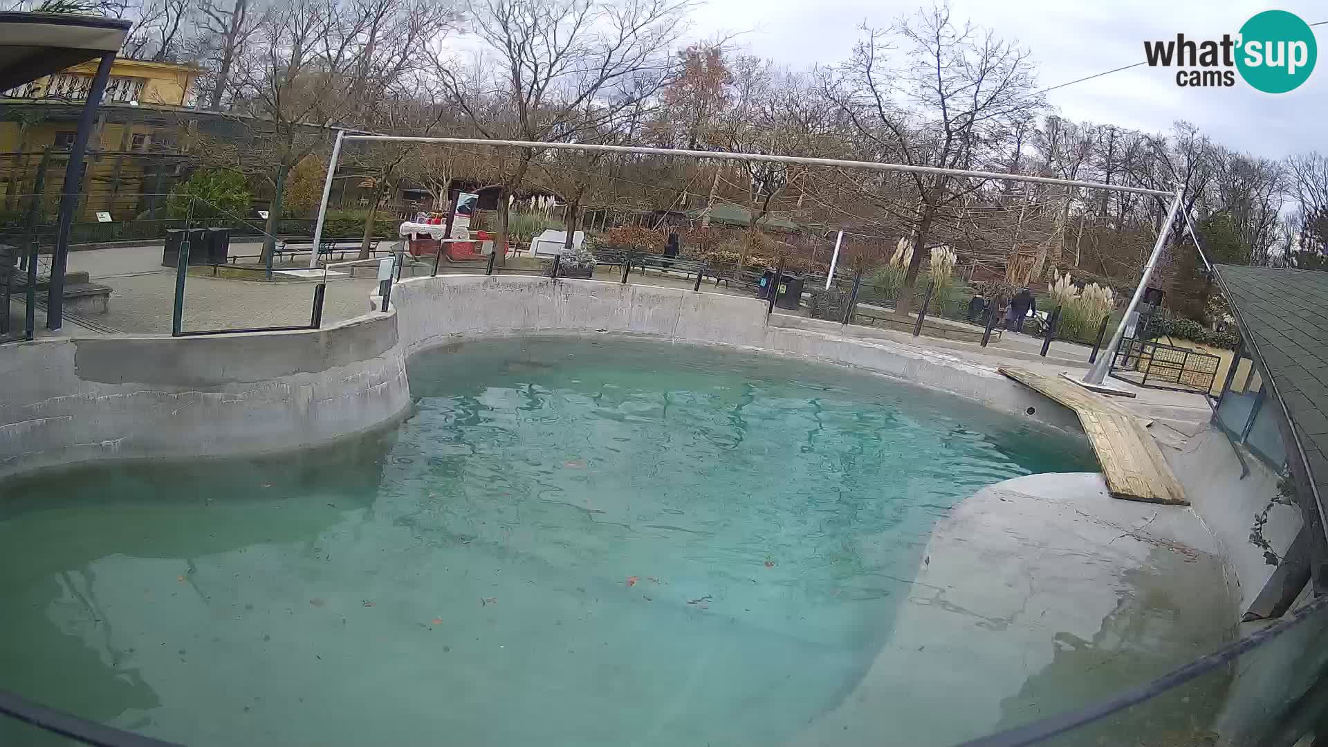 Zoo Zagreb –  León marino de California