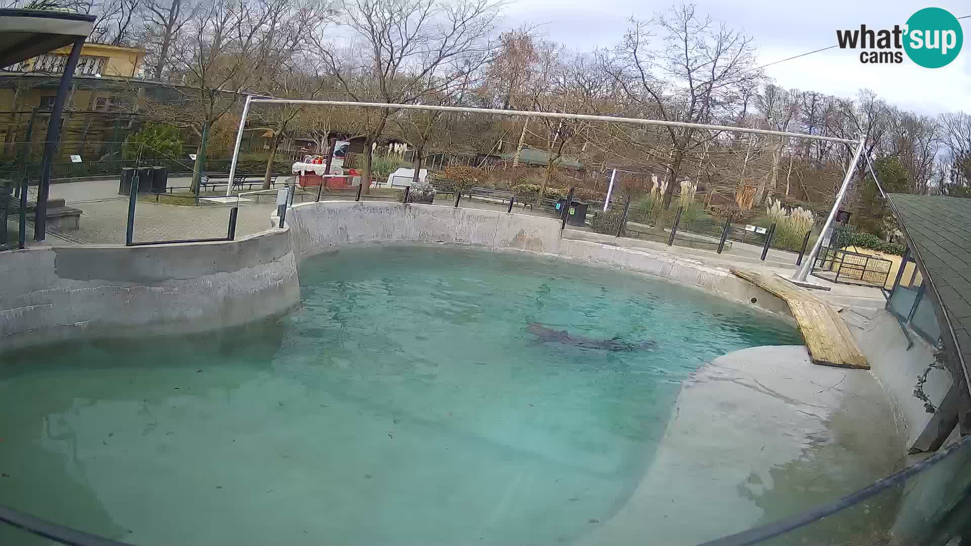 Zoo Zagreb – California Sea Lion