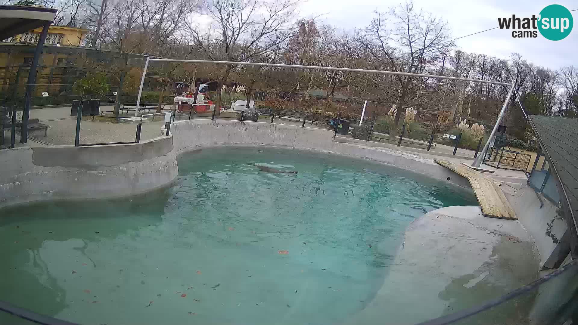 Zoo Zagreb – California Sea Lion