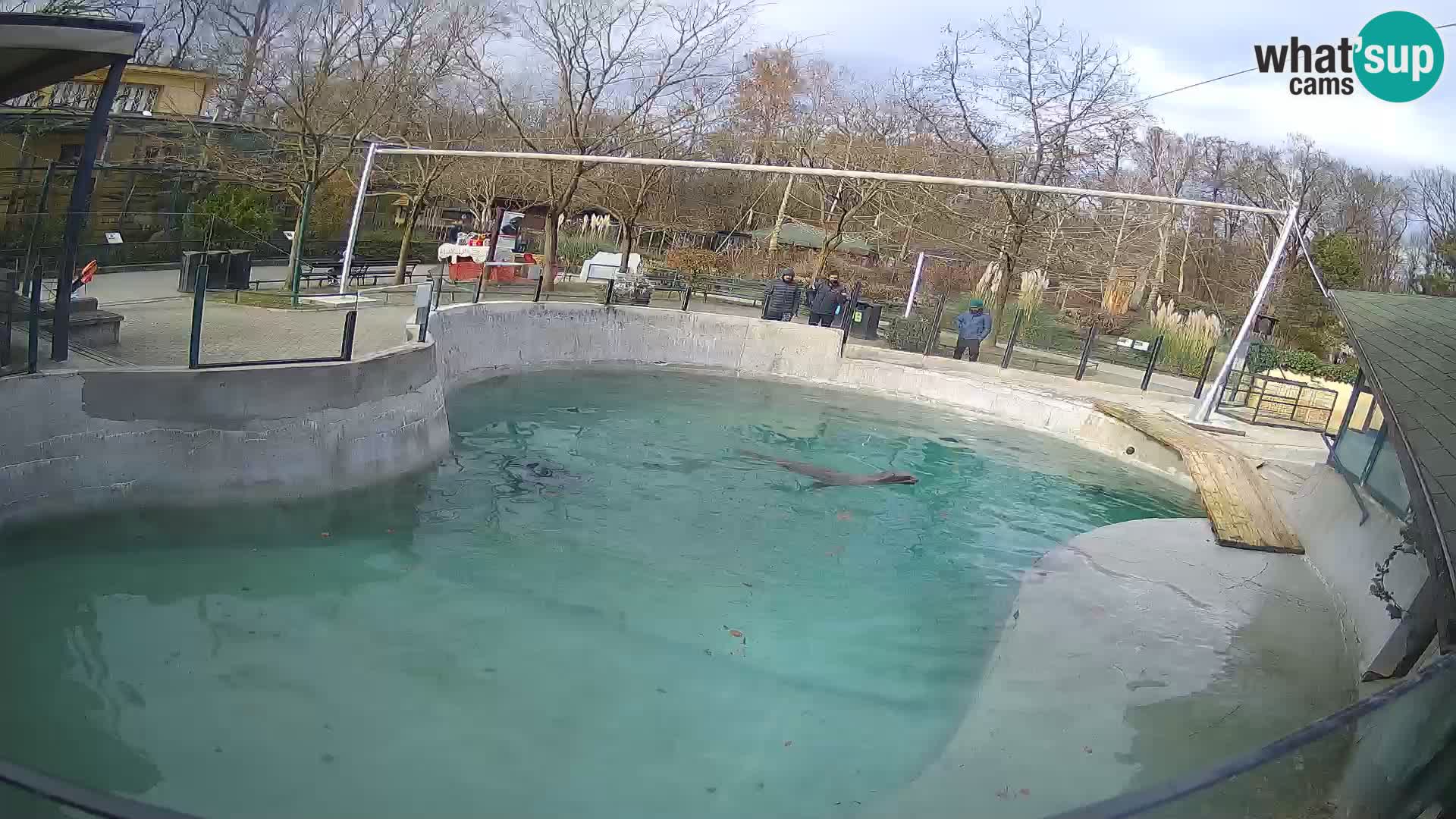 Zoo Zagreb – California Sea Lion