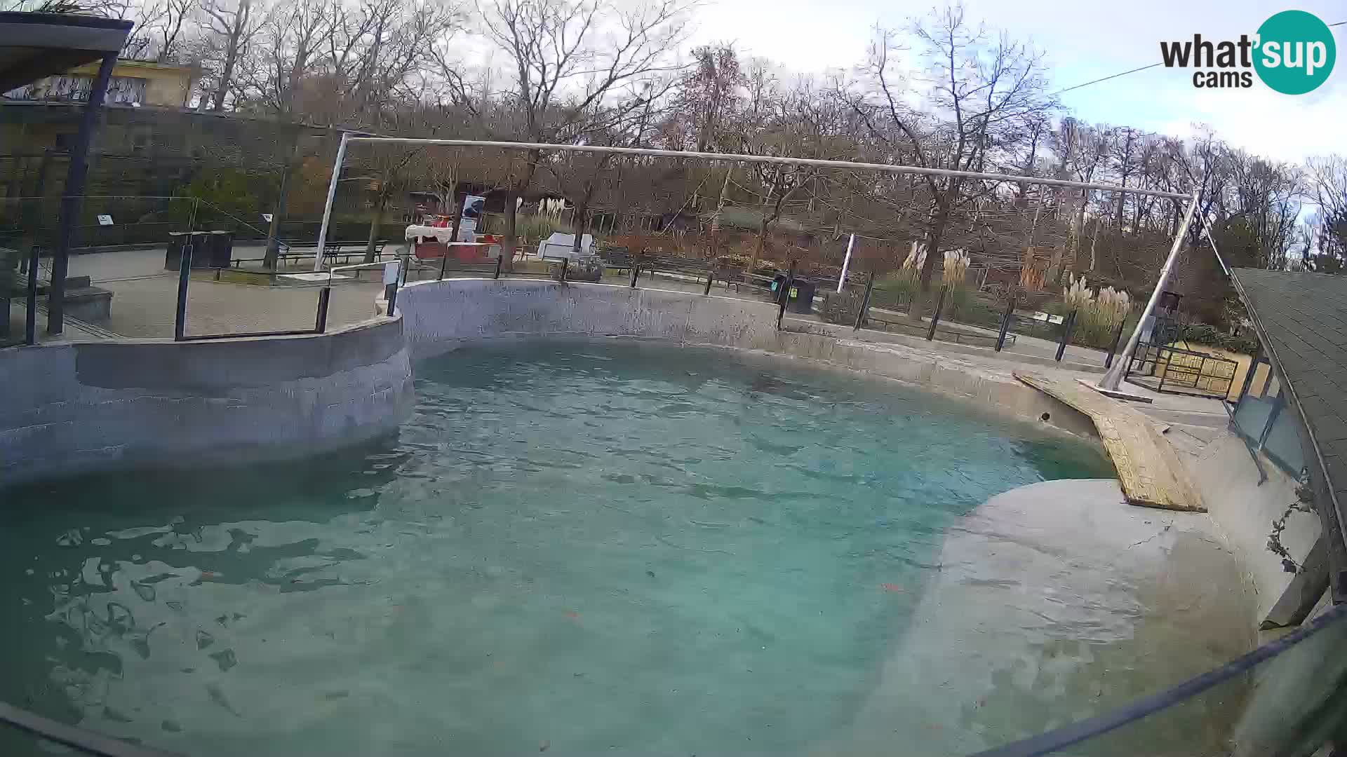 Zoo Zagreb –  León marino de California