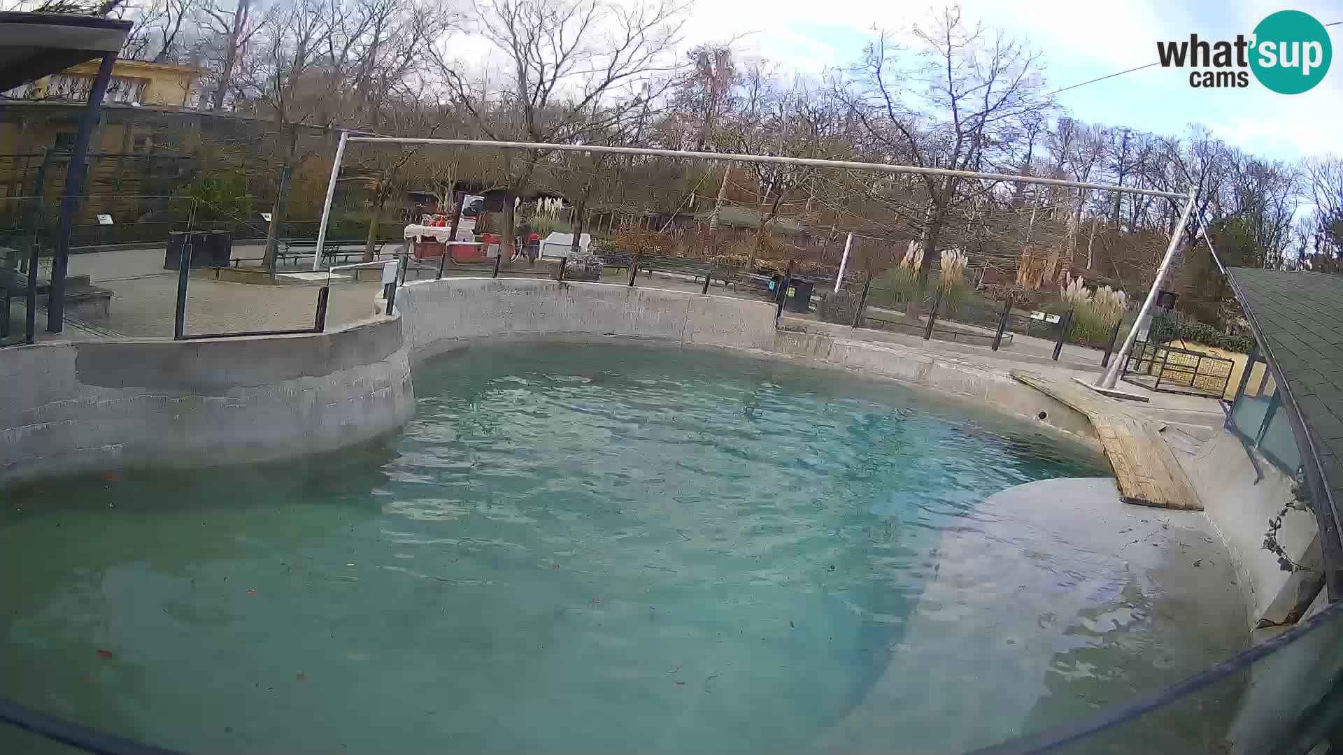 Zoo Zagreb – California Sea Lion