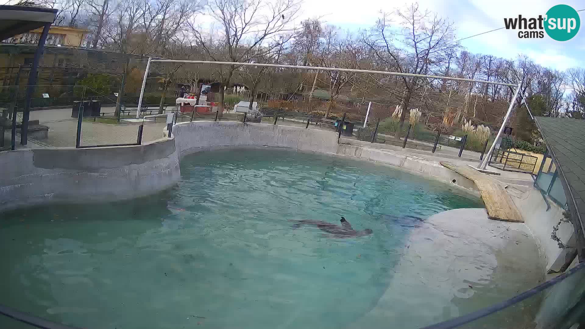 Zoo Zagreb – California Sea Lion