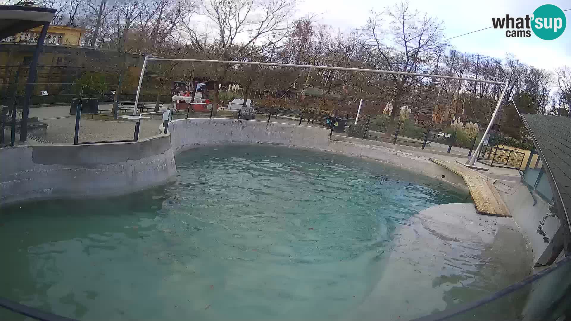 Zoo Zagreb – California Sea Lion