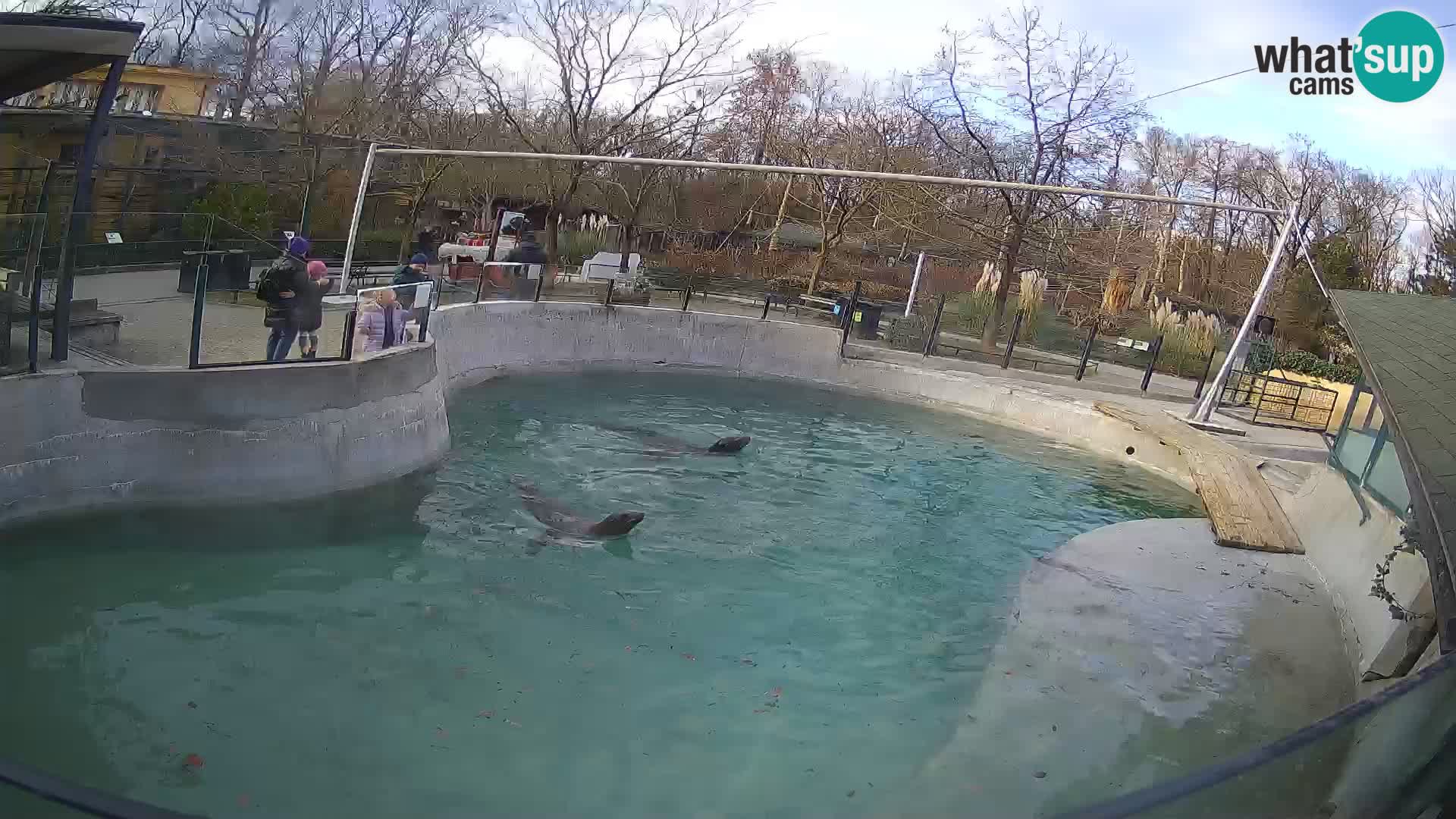 Zoo Zagreb – California Sea Lion