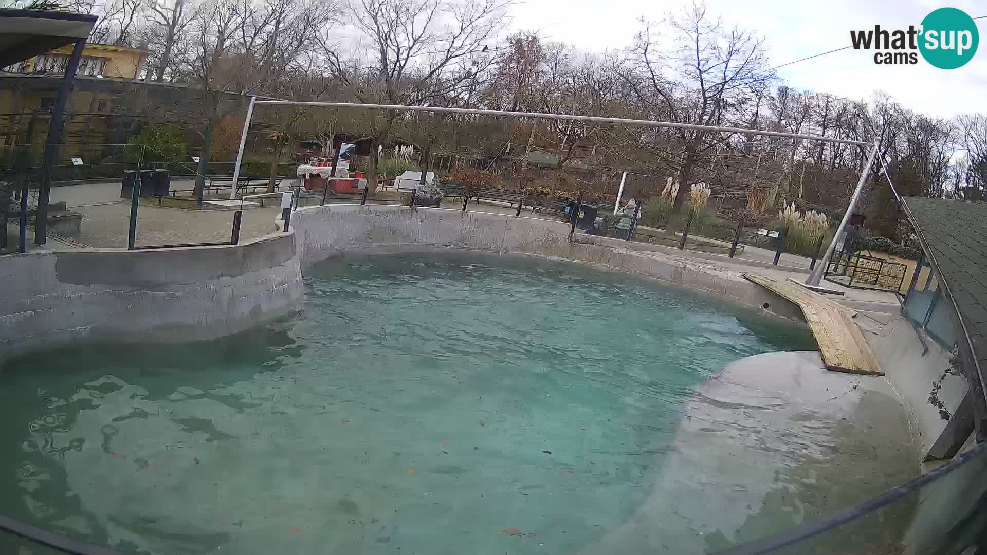 Zoo Zagreb – California Sea Lion