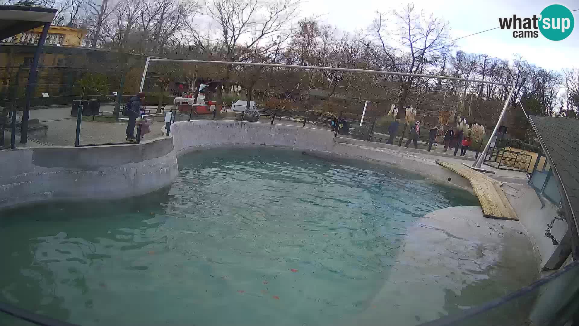 Zoo Zagreb – California Sea Lion