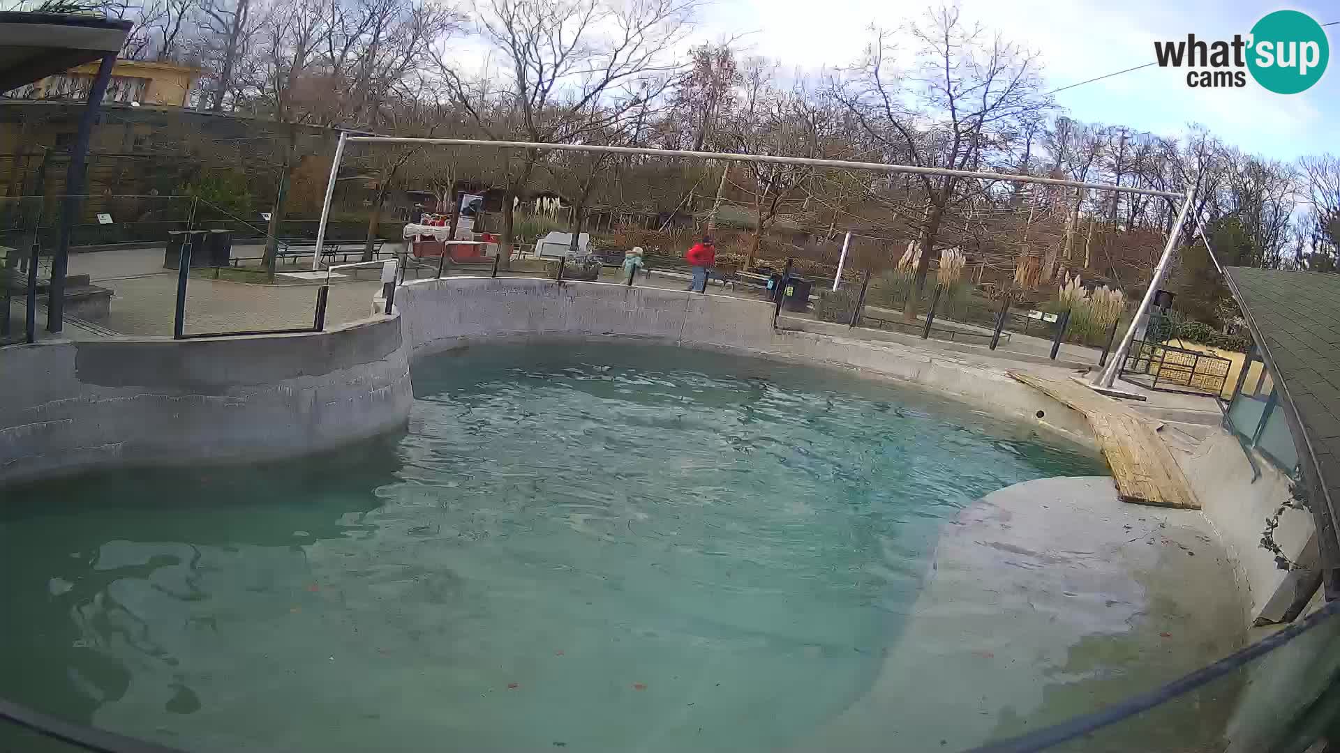 Zoo Zagreb – California Sea Lion