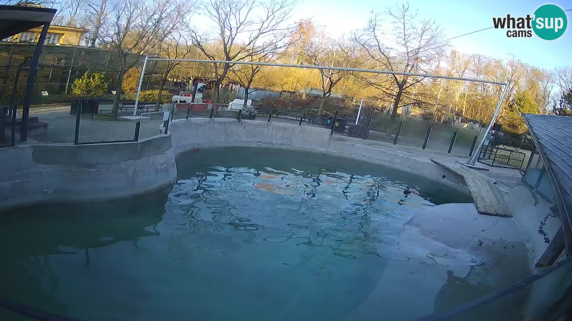 Zoo Zagreb – California Sea Lion