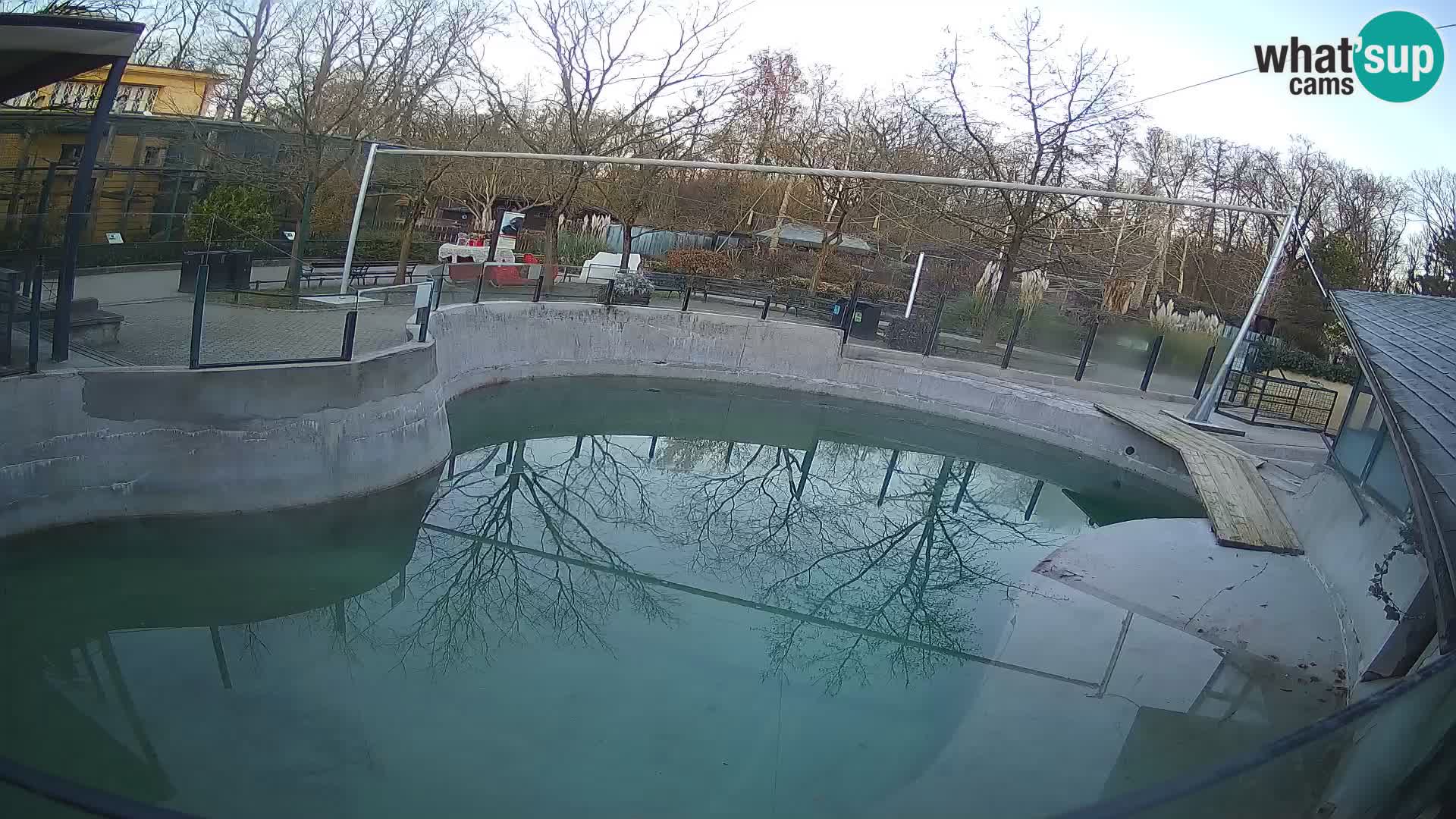 Zoo Zagreb –  León marino de California