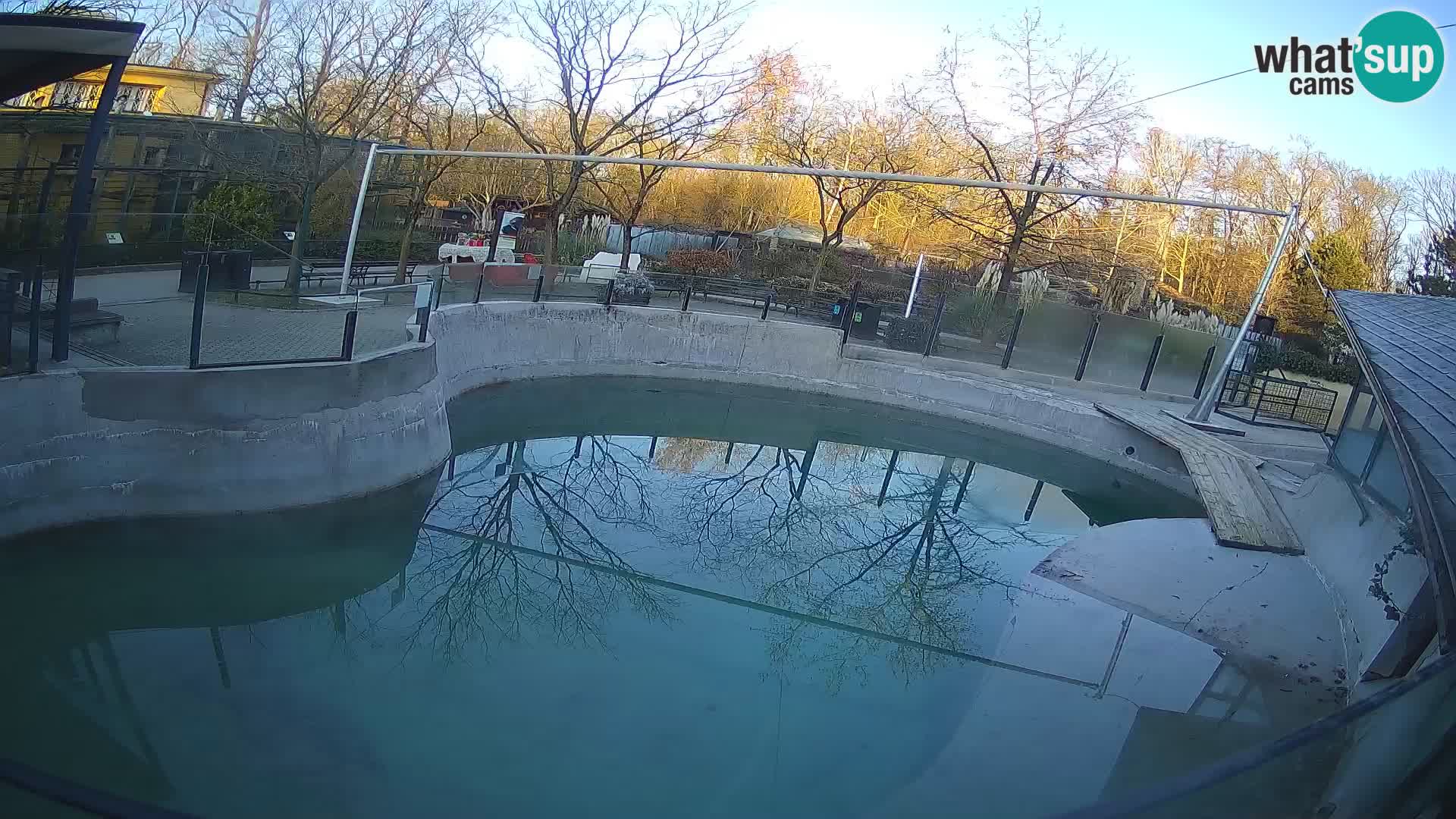 Zoo Zagreb –  León marino de California