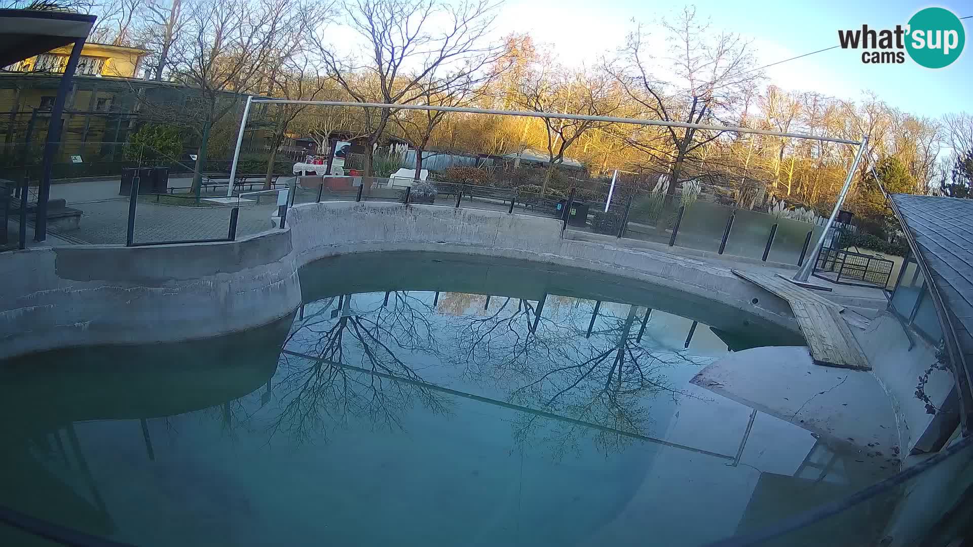 Zoo Zagreb – California Sea Lion